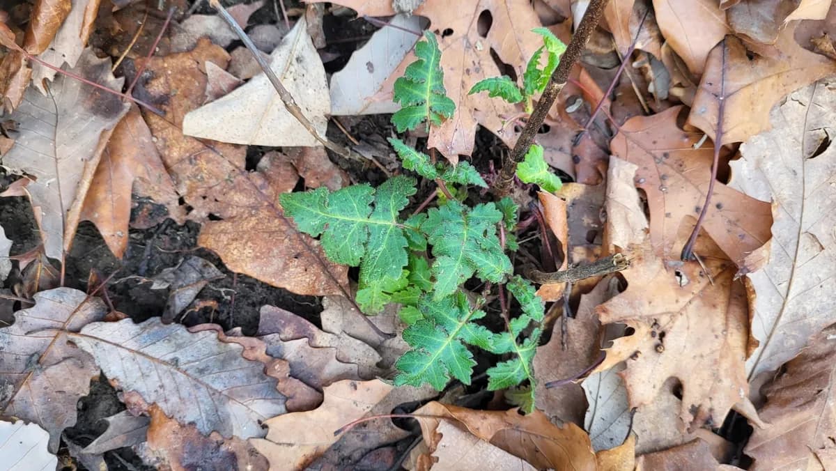 Whiteflower Leafcup (Polymnia canadensis)