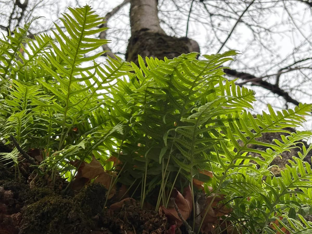 Licorice fern (Polypodium glycyrrhiza)