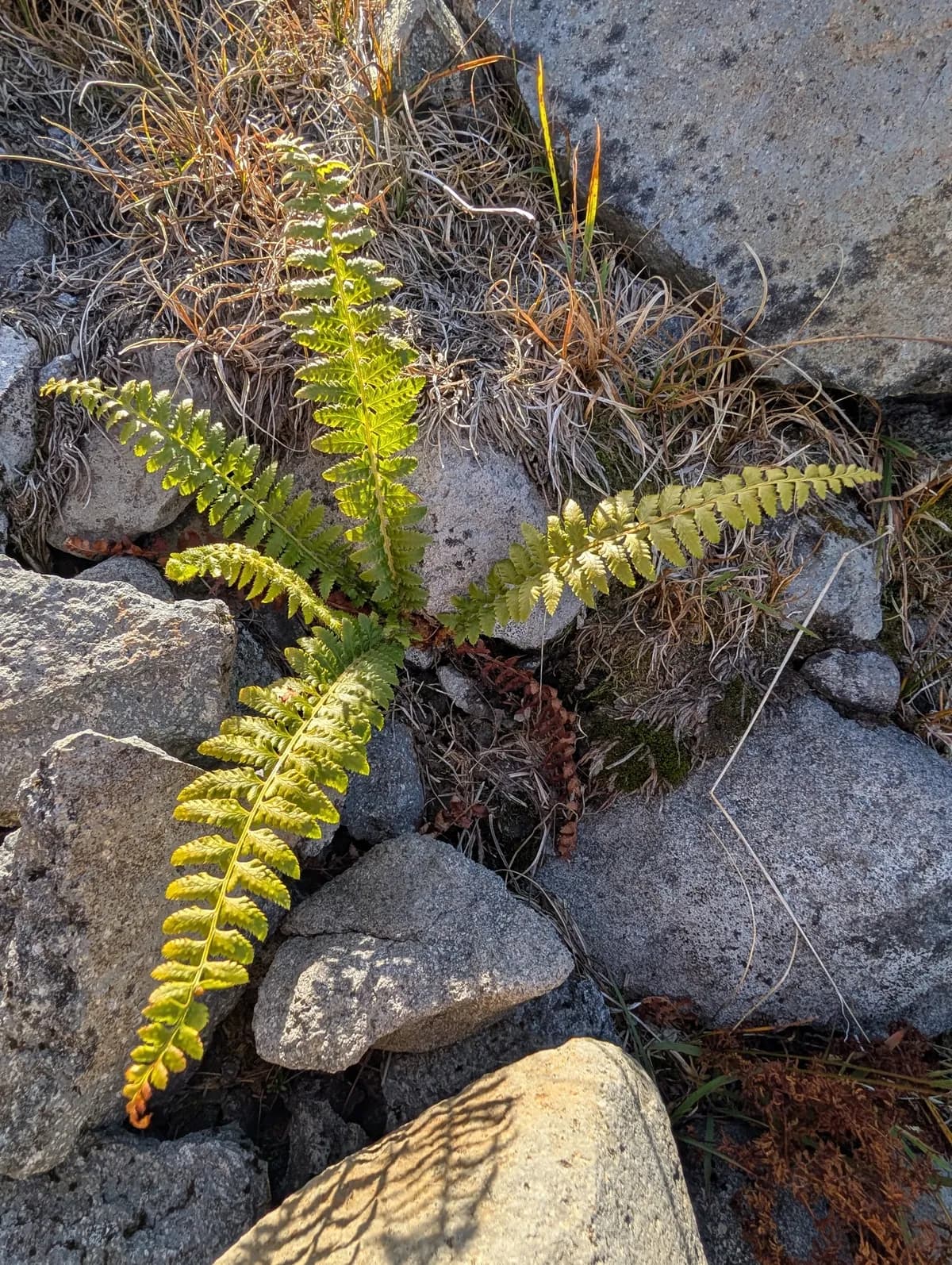 Anderson's hollyfern (Polystichum andersonii)