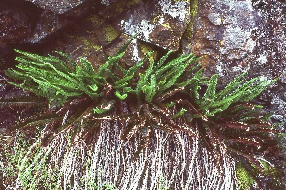 Fiddle dock (Polystichum imbricans)