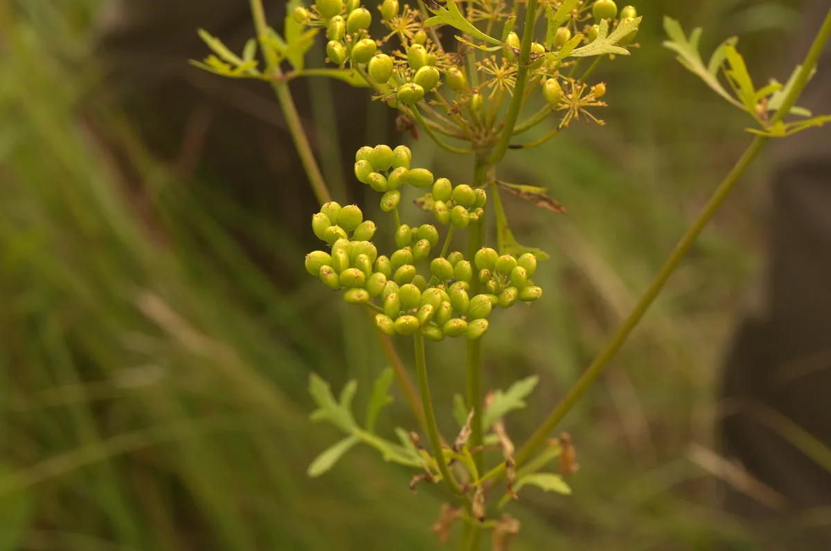 Prairie-parsley (Polytaenia nuttallii)