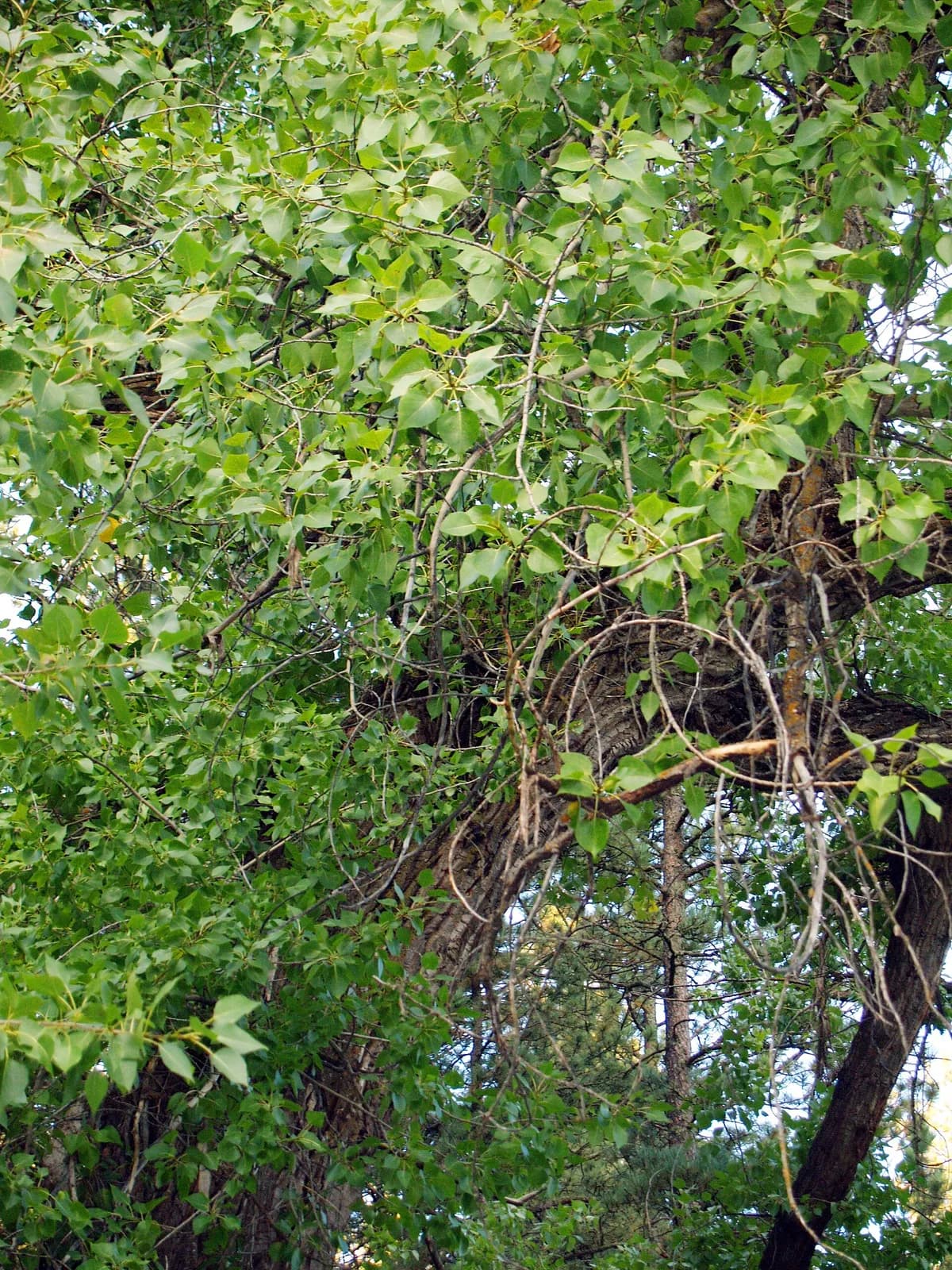 Lance-Leaved Cottonwood (Populus acuminata)