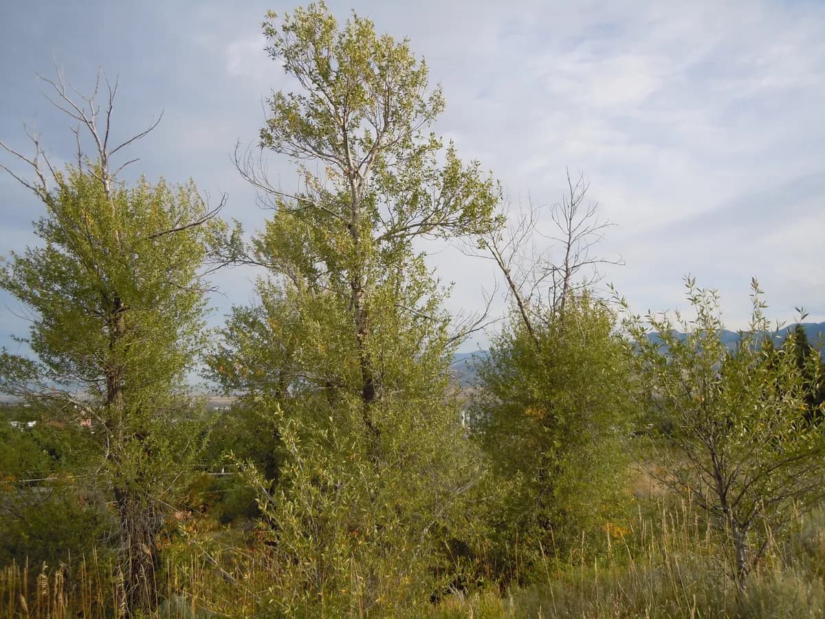 Mountain Cottonwood (Populus angustifolia)