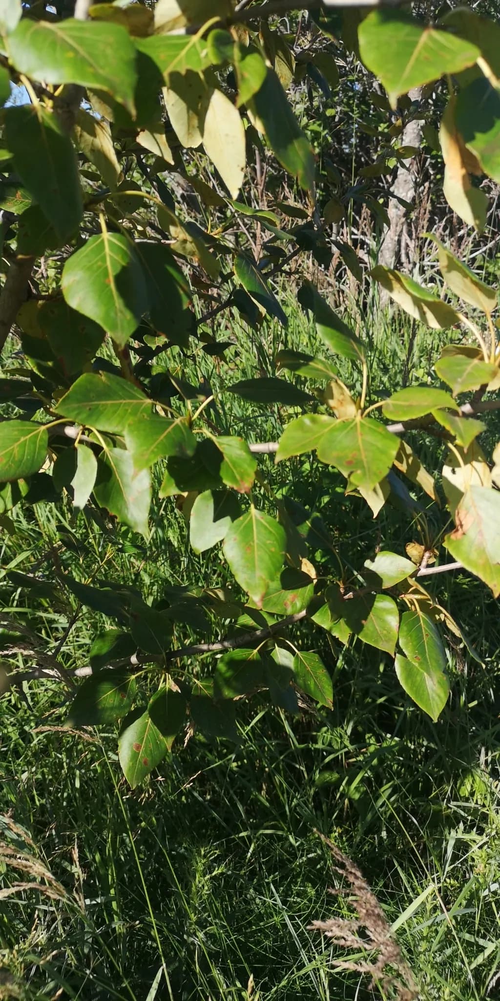 Balsam Poplar (Populus balsamifera)