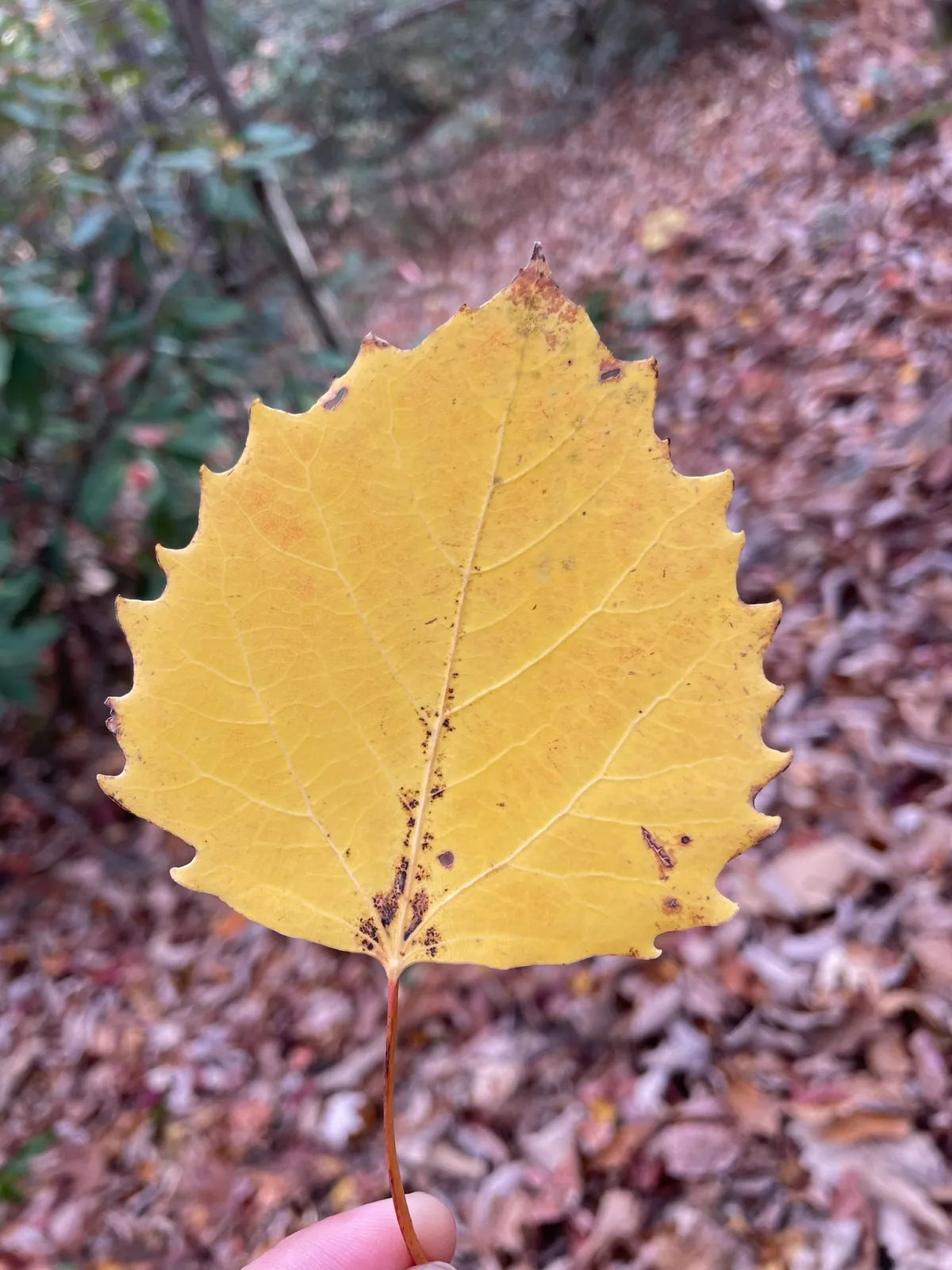 Bigtooth aspen (Populus grandidentata)