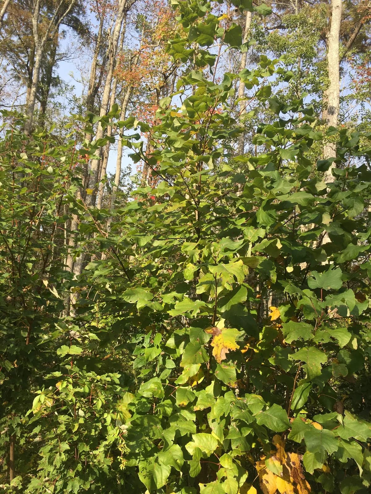 Swamp Cottonwood (Populus heterophylla)