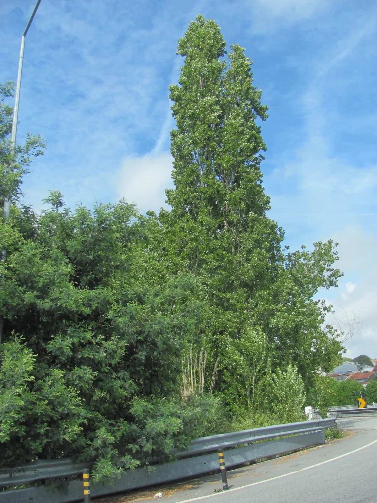 Lombardy Poplar (Populus nigra)