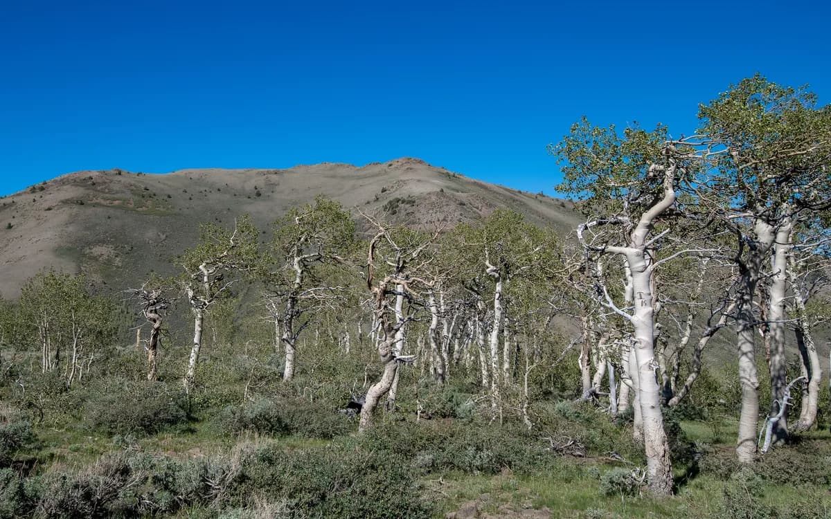American Aspen (Populus tremuloides)