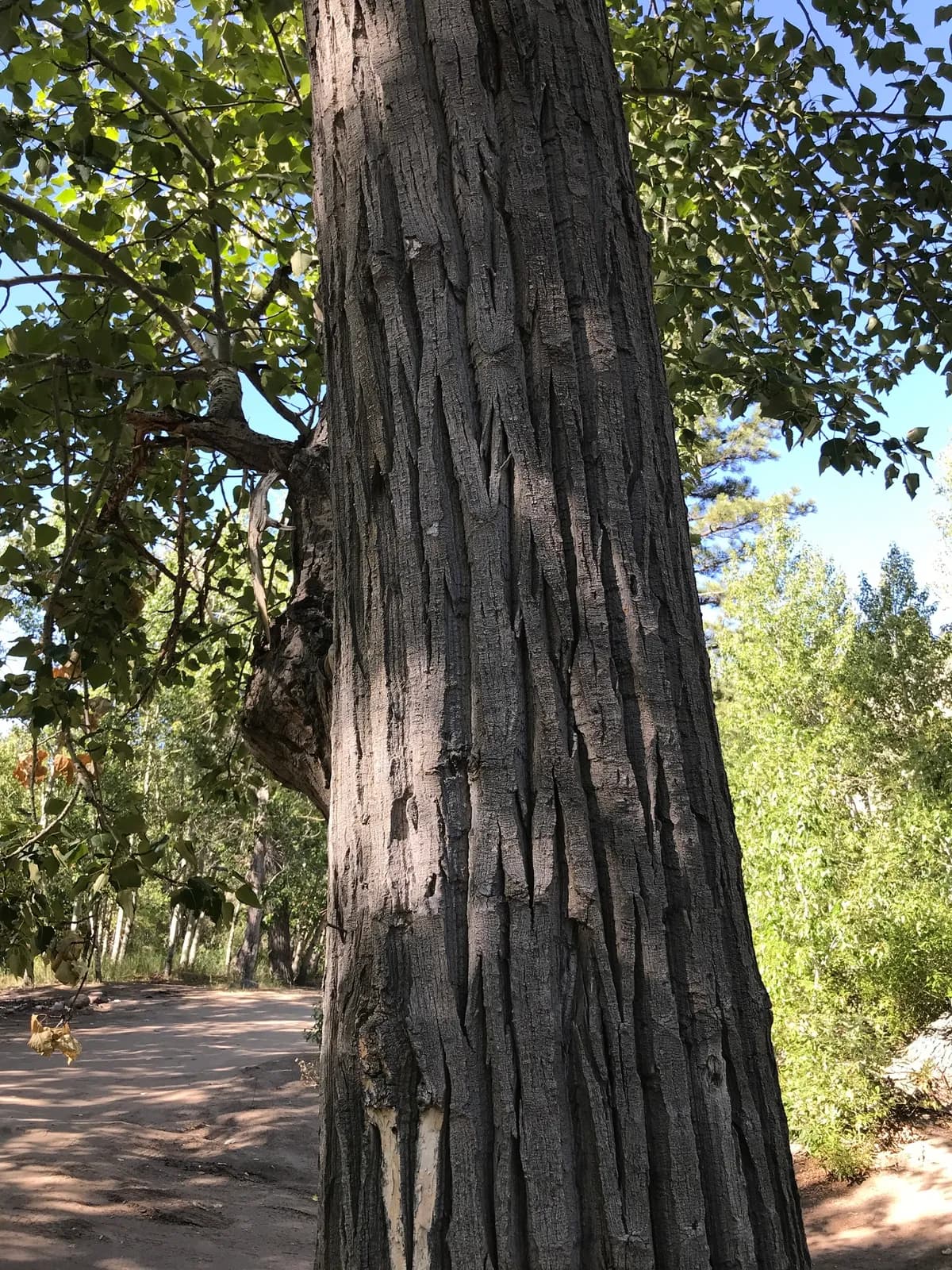 Western balsam poplar (Populus trichocarpa)