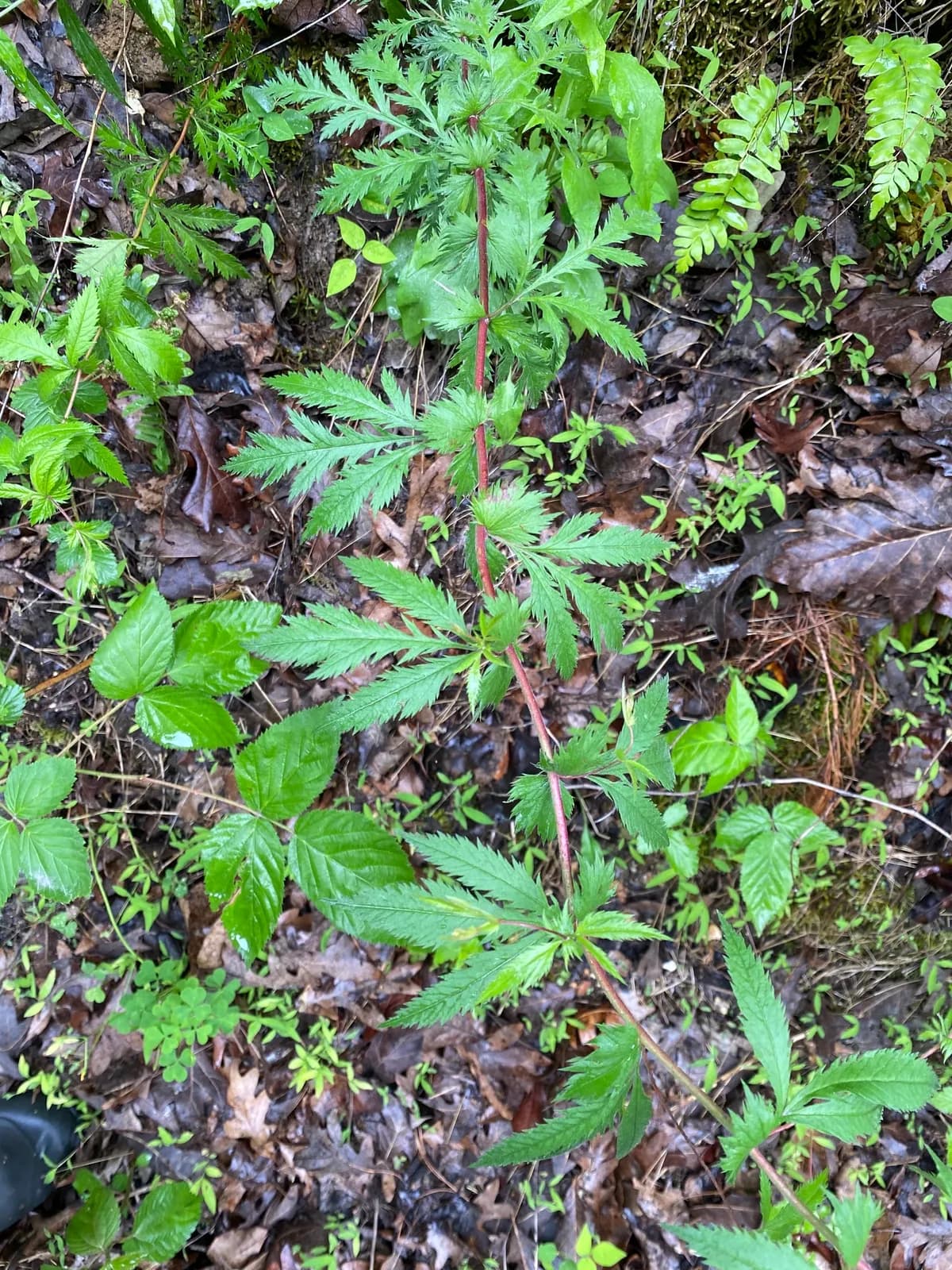 Western Indian physic (Porteranthus stipulatus)