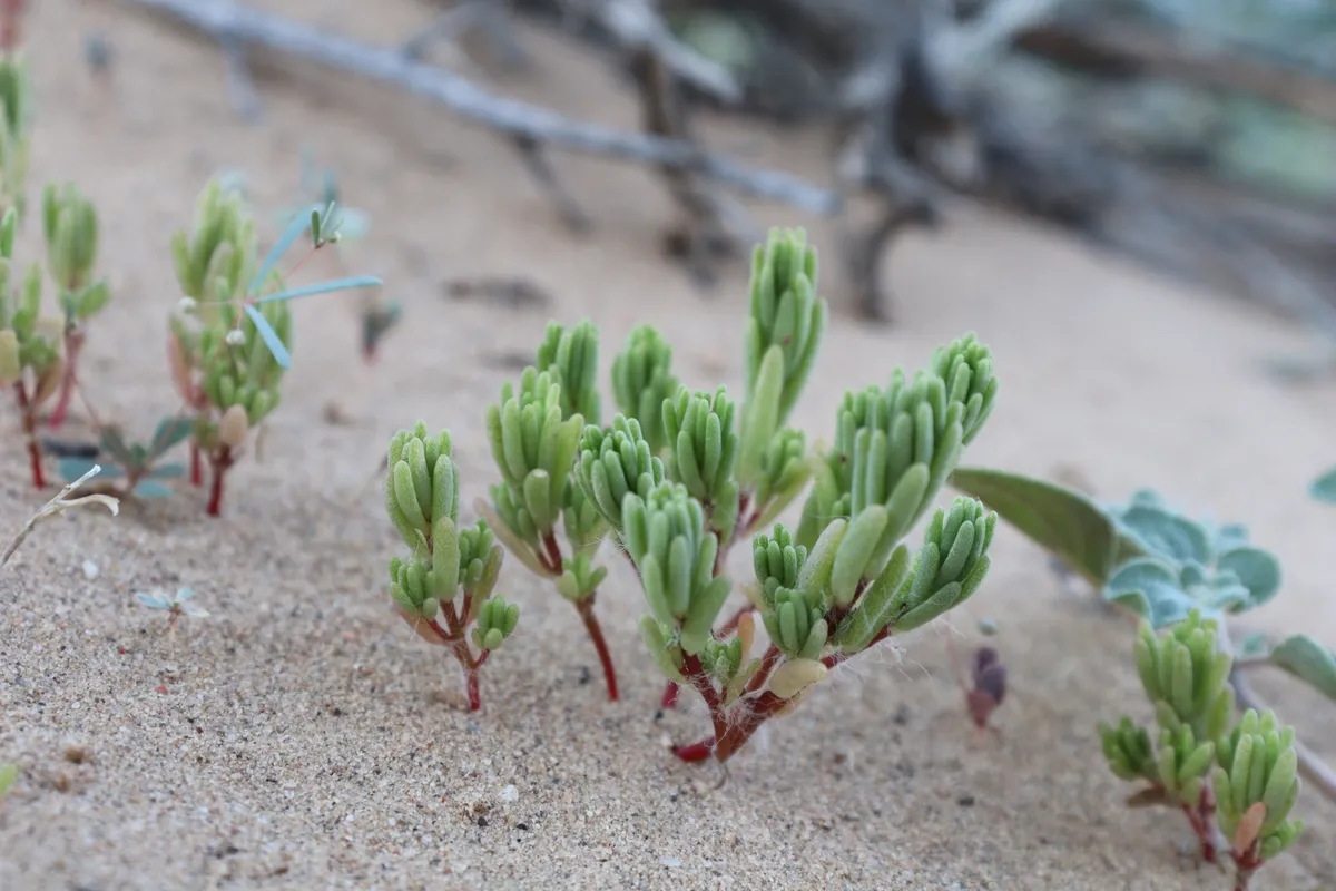Silkcotton Purslane (Portulaca halimoides)