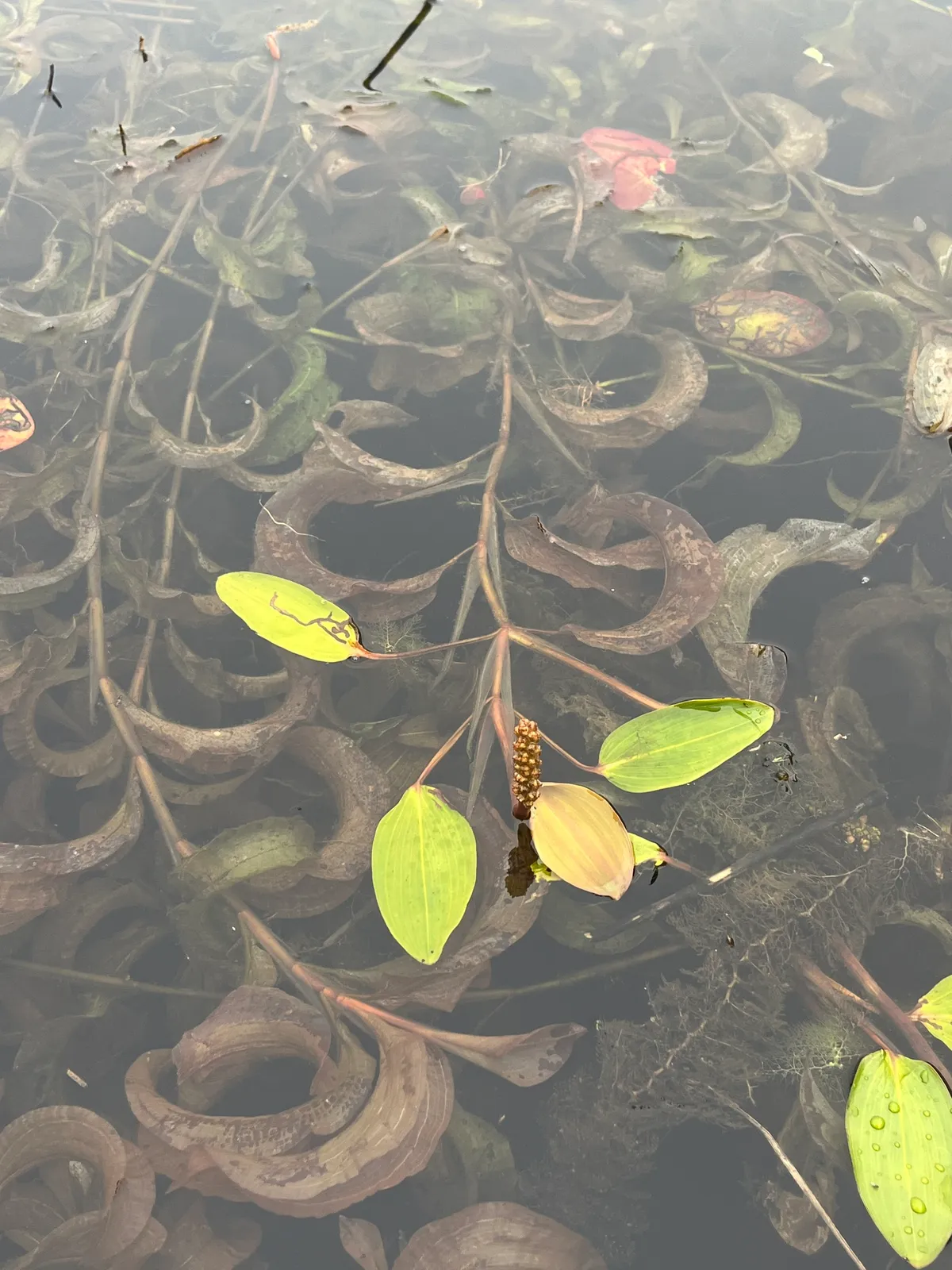 Largeleaf pondweed (Potamogeton amplifolius)