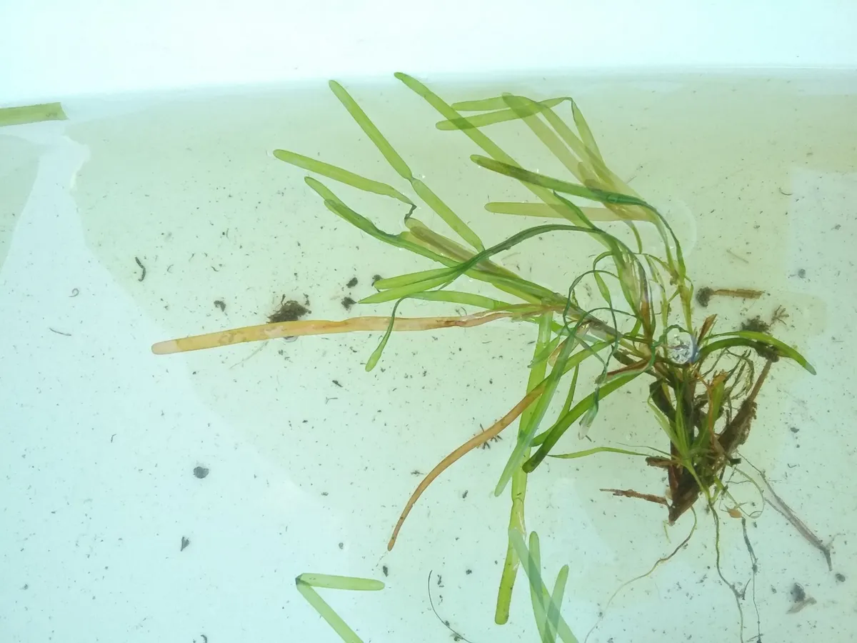 Blunt-leaved Pondweed (Potamogeton obtusifolius)