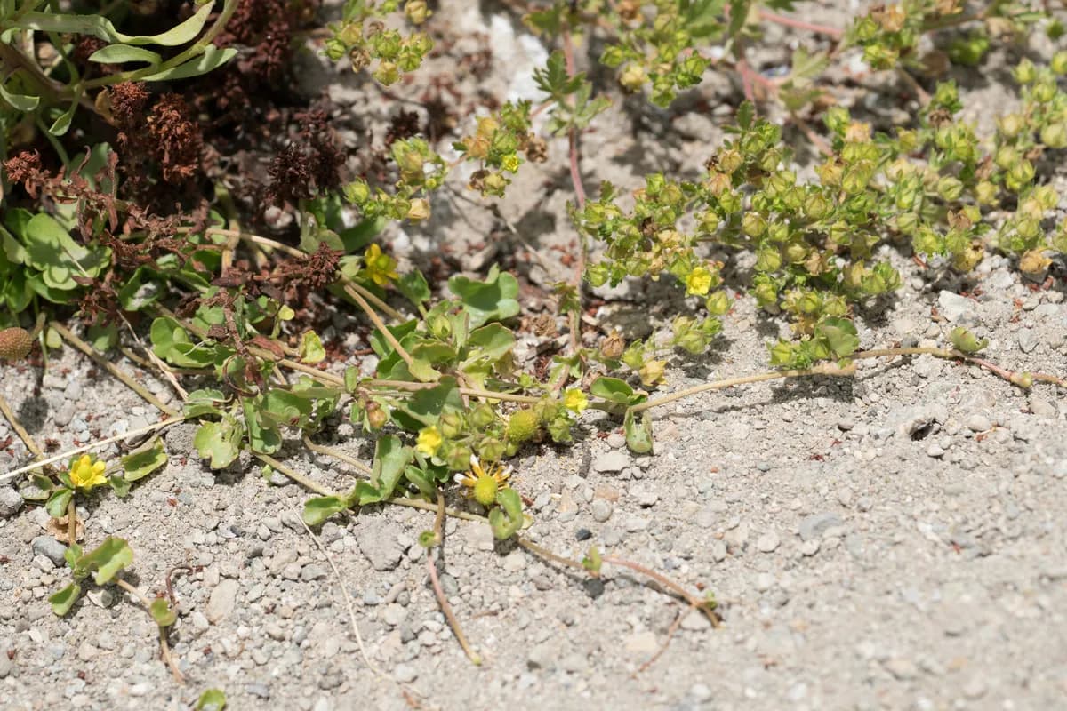Biennial Cinquefoil (Potentilla biennis)