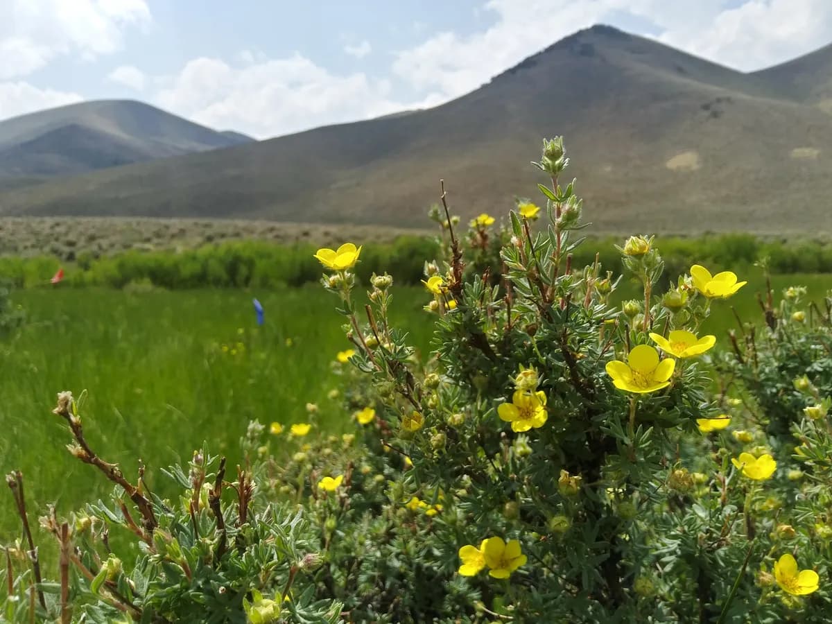 Bush Cinquefoil (Potentilla fruticosa)
