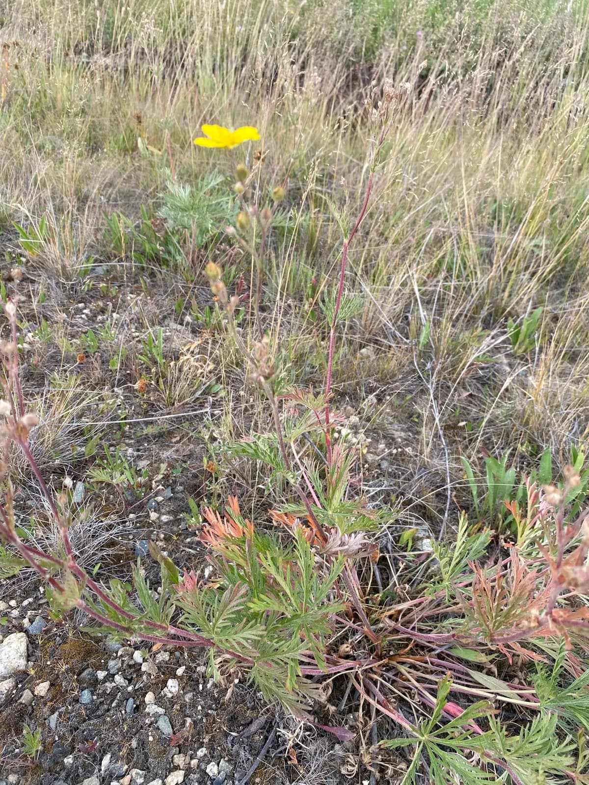 Graceful Cinquefoil (Potentilla gracilis)