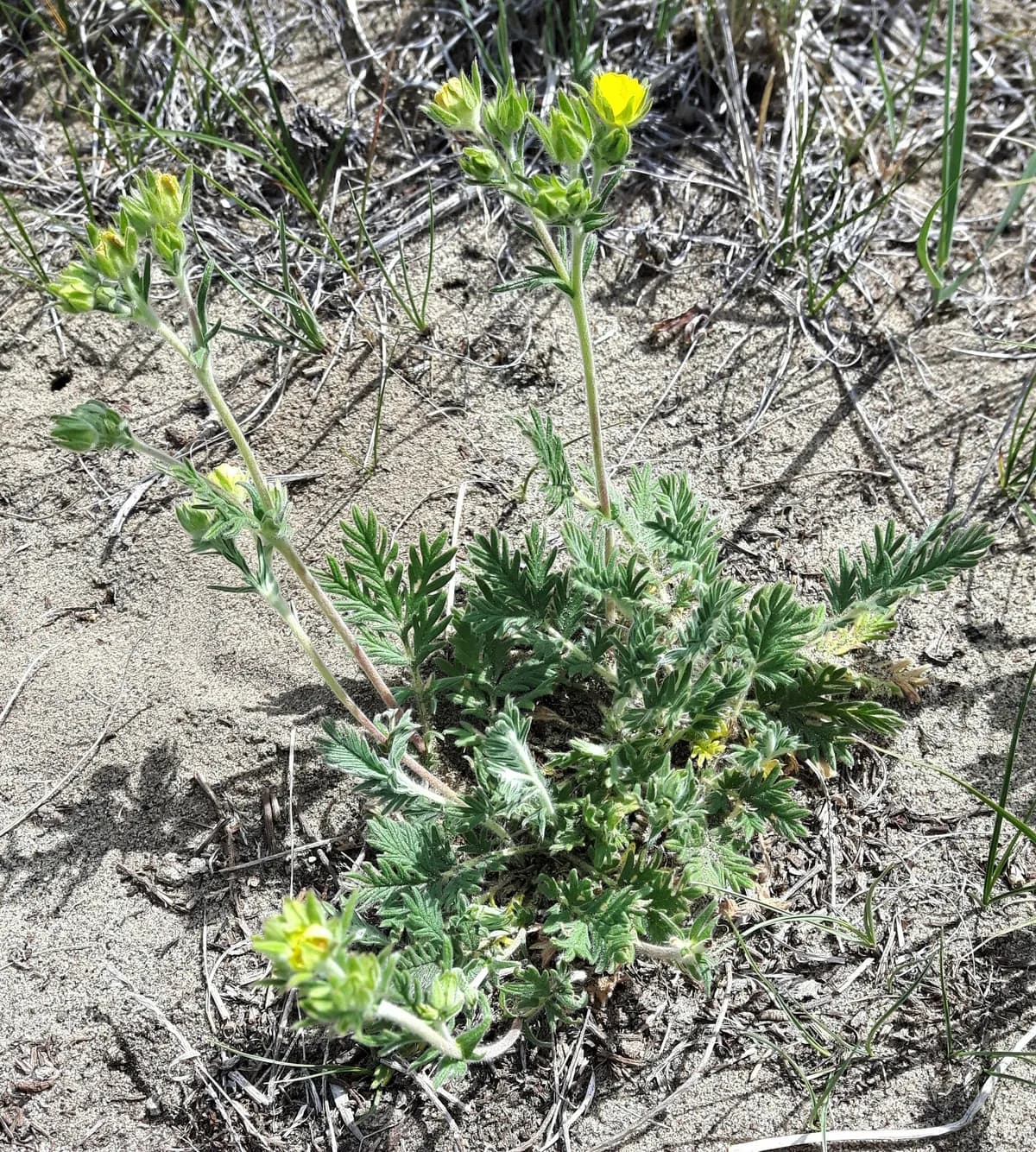 Pennsylvania Cinquefoil (Potentilla pensylvanica)