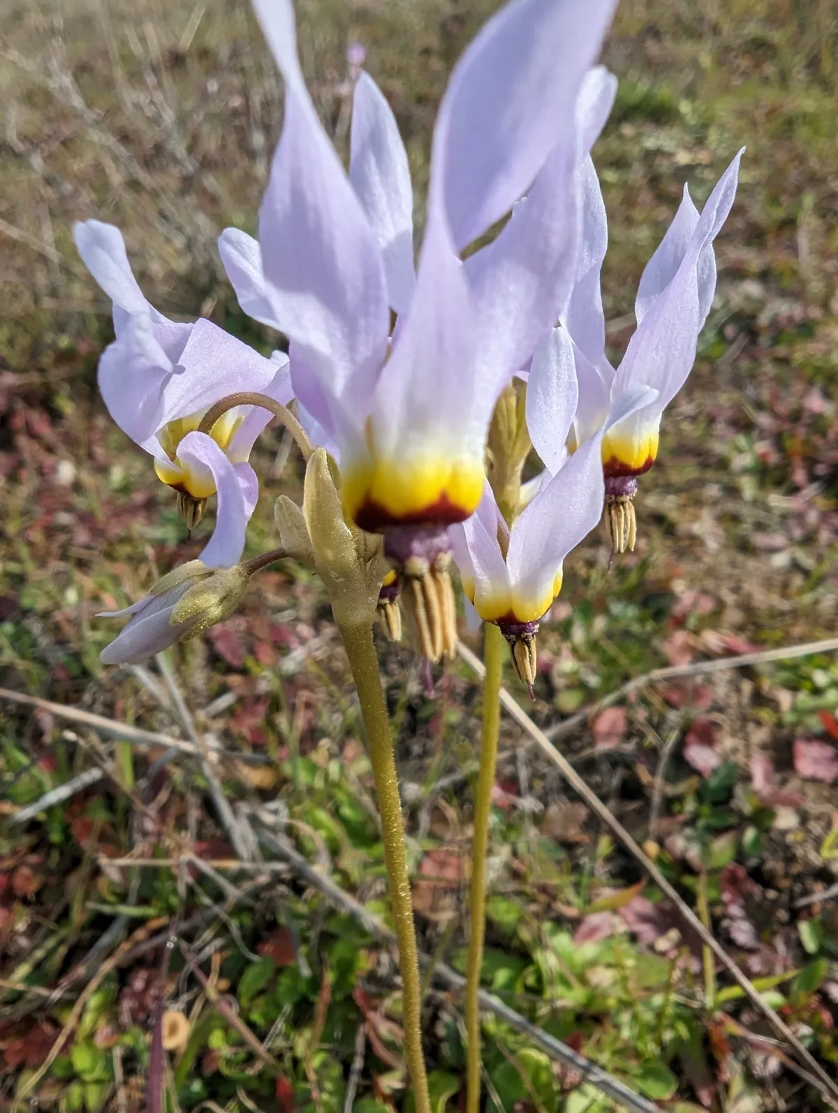 Padre's shootingstar (Primula clevelandii)