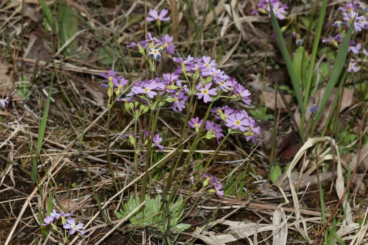 Mistassini Primrose (Primula mistassinica)
