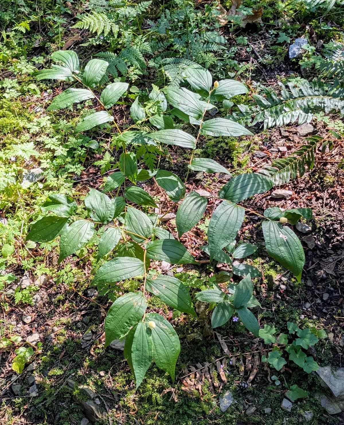 Fairy-bells (Prosartes hookeri)