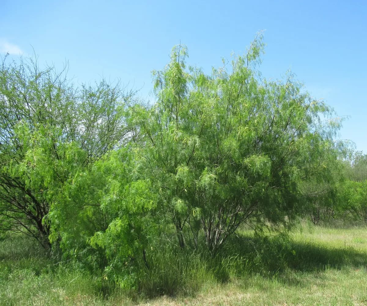 Honey Mesquite (Prosopis glandulosa)