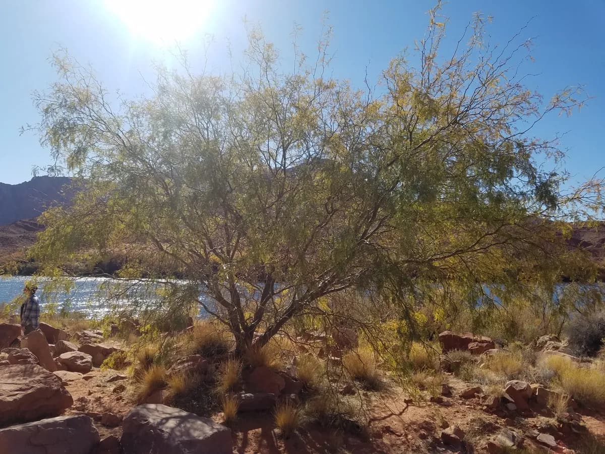 Algarroba-bean (Prosopis juliflora)
