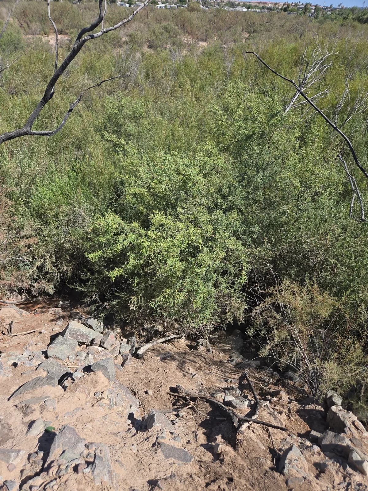 Screwbean Mesquite (Prosopis pubescens)