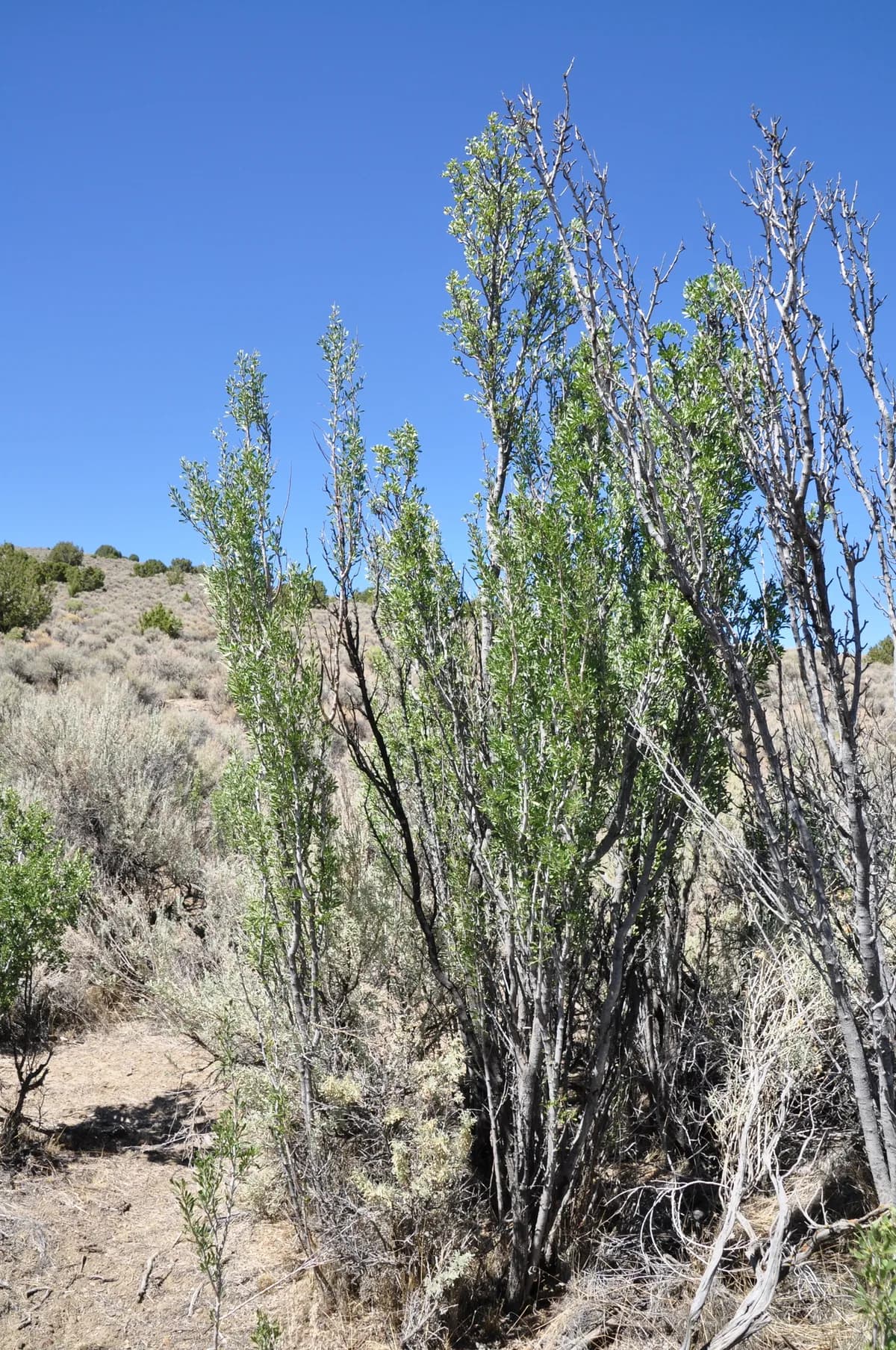 Desert peach (Prunus andersonii)