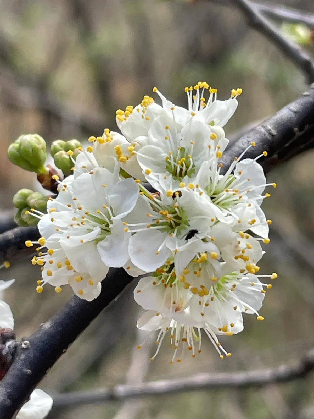 Chickasaw Plum (Prunus angustifolia)