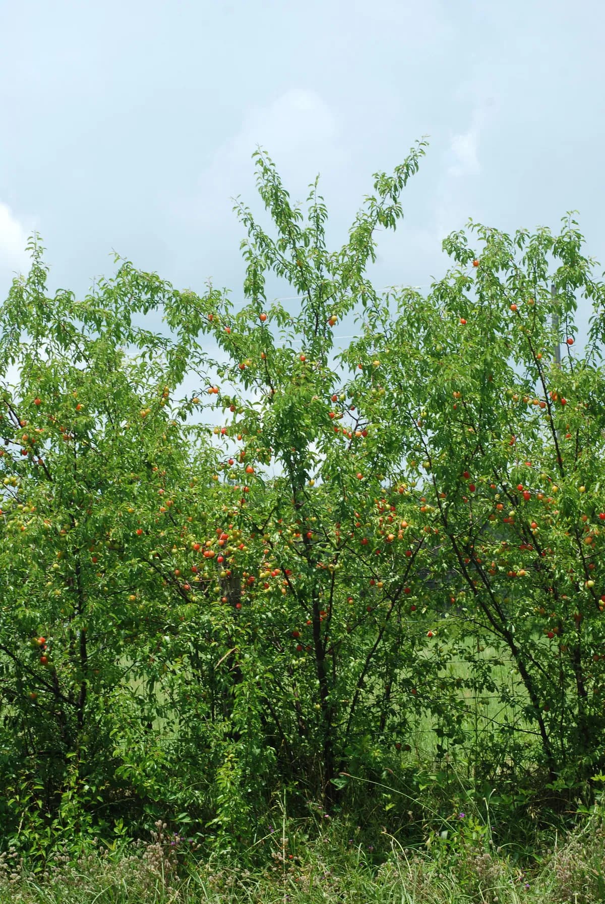 Chickasaw Plum (Prunus angustifolia)