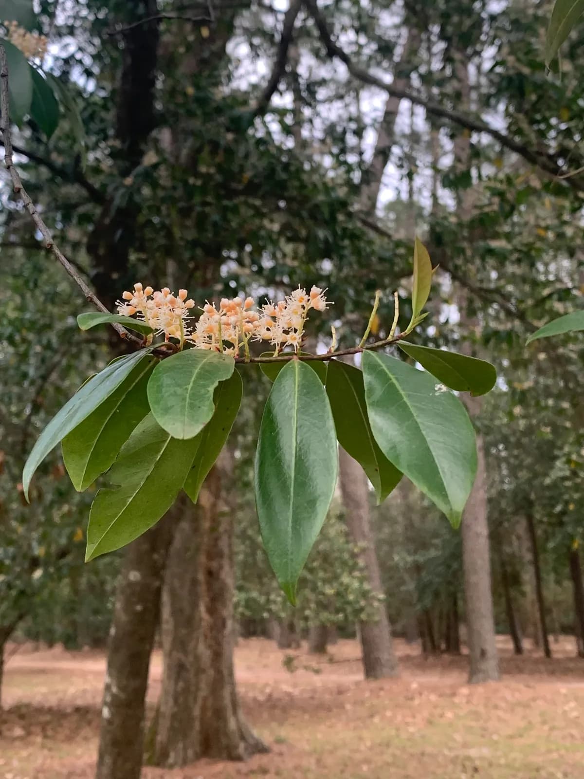 Cherry Laurel (Prunus caroliniana)