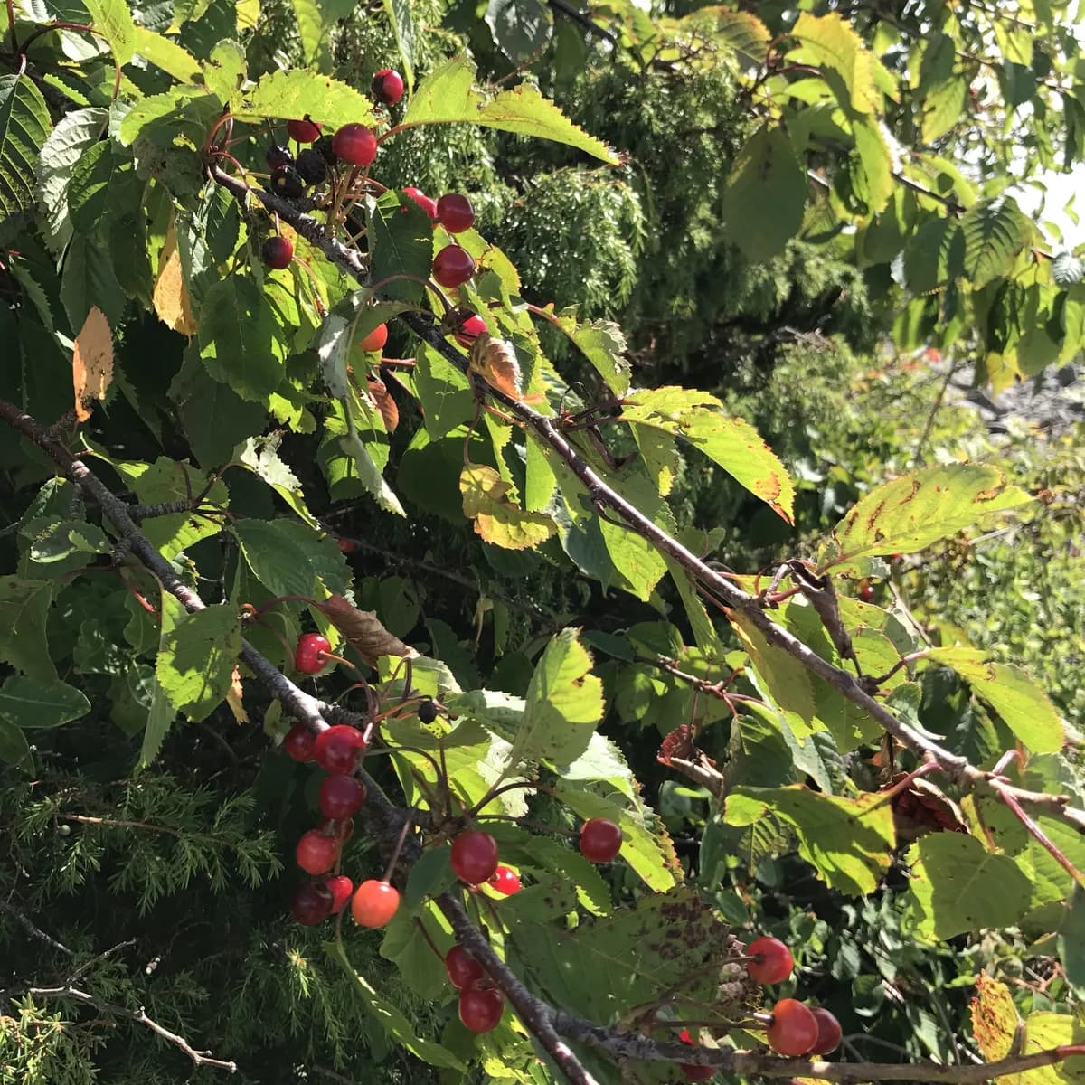 Morello Cherry (Prunus cerasus)