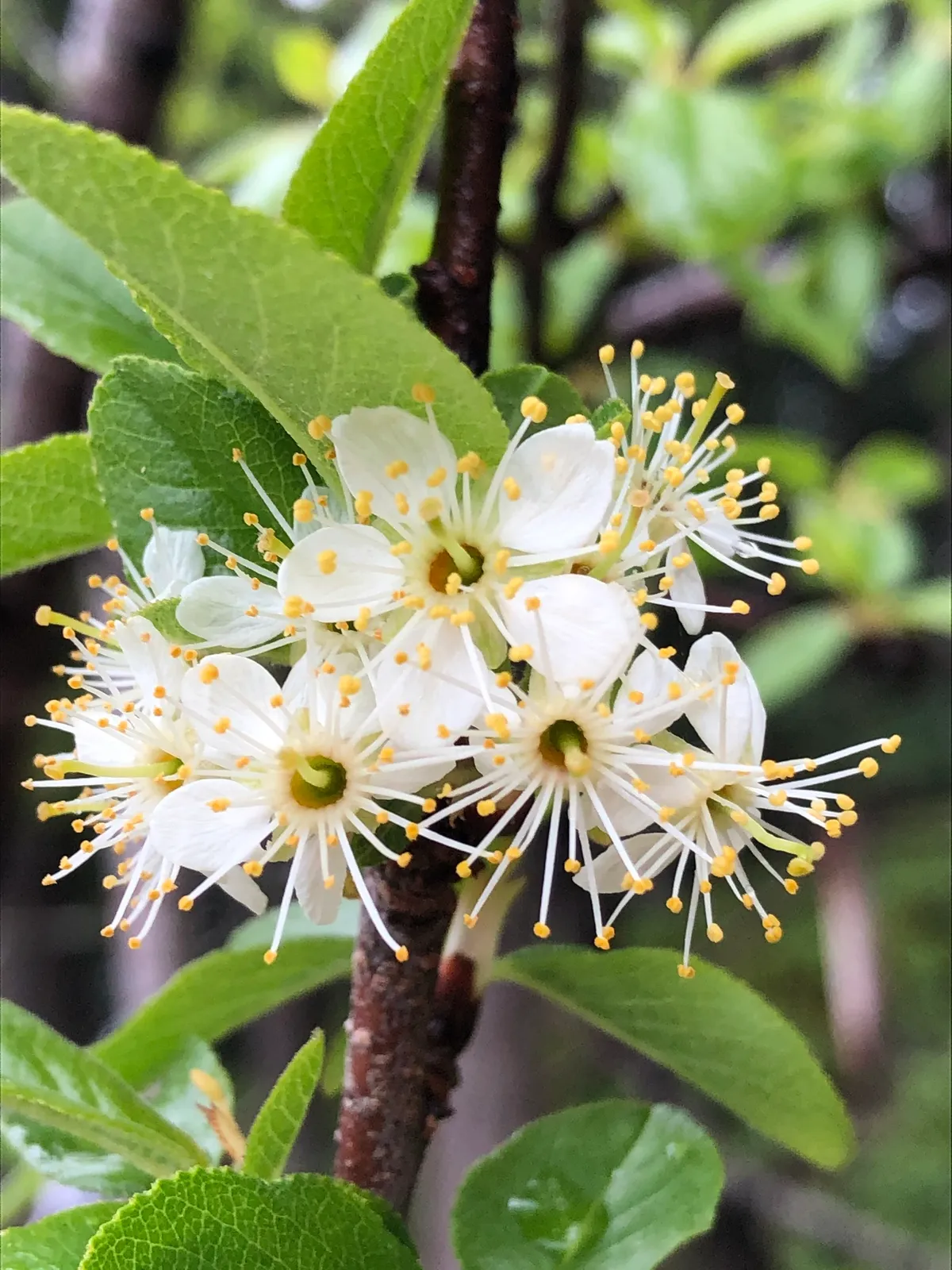 Bitter cherry (Prunus emarginata)