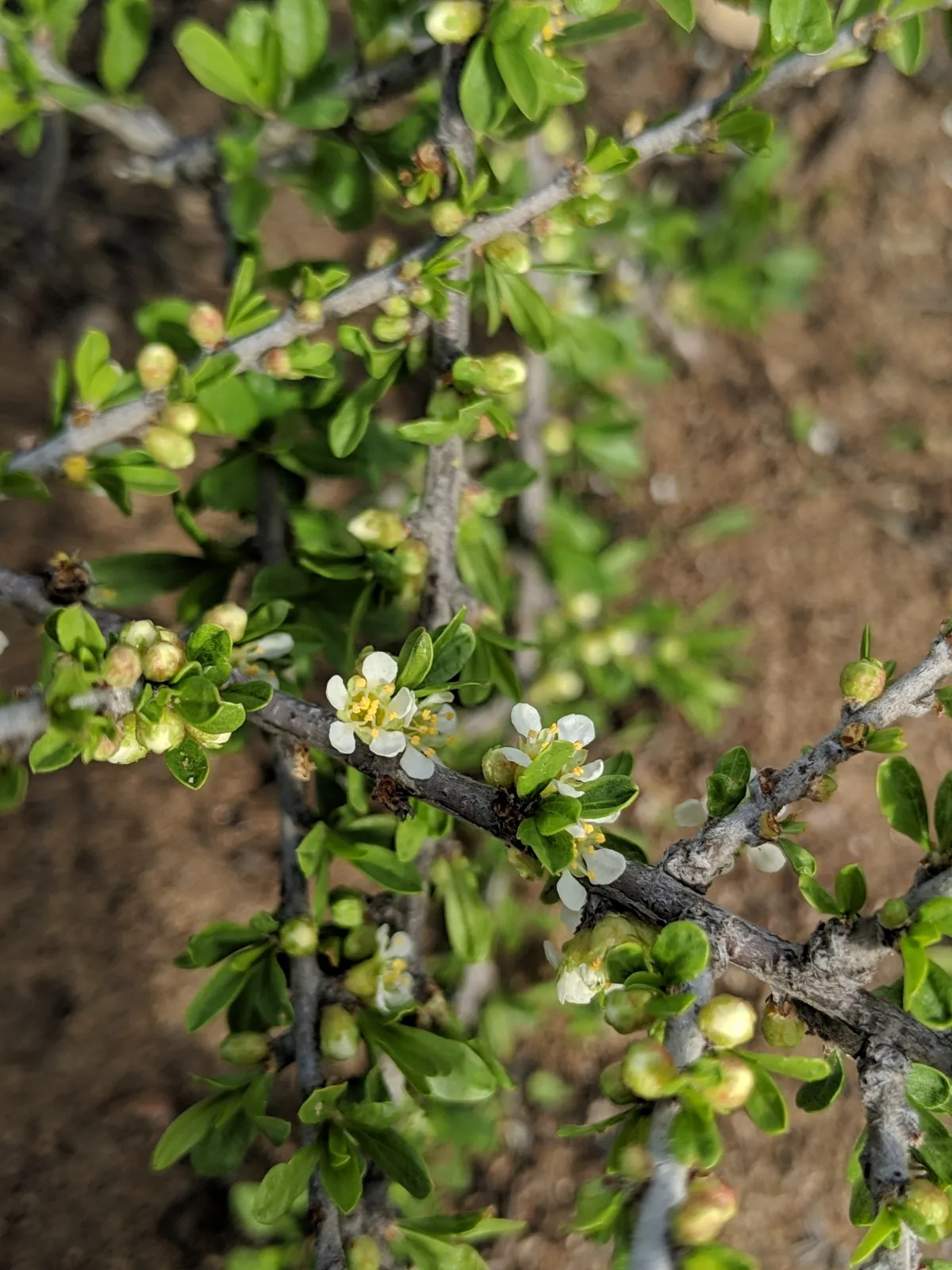 Desert Almond (Prunus fasciculata)