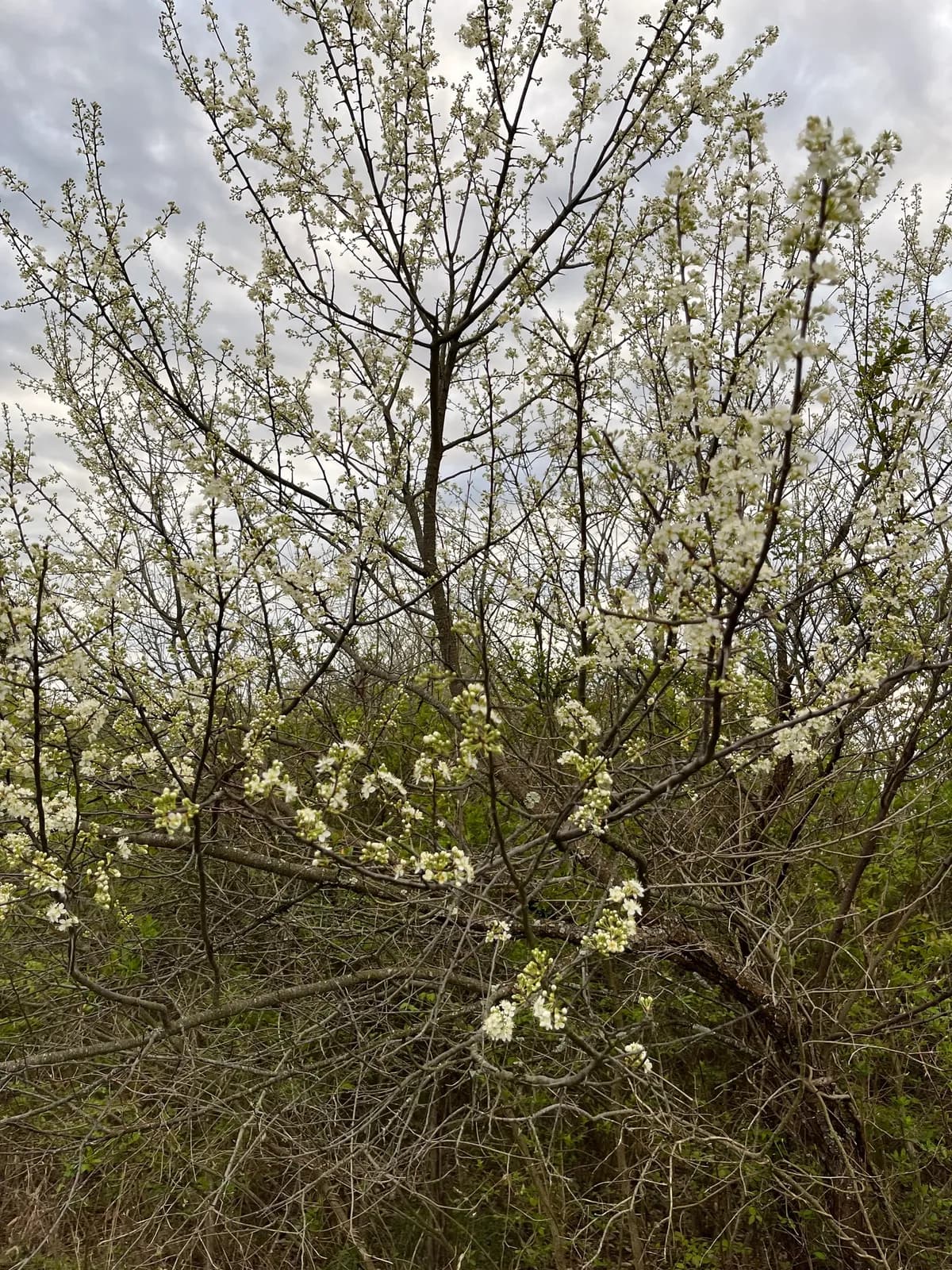 Hortulan plum (Prunus hortulana)