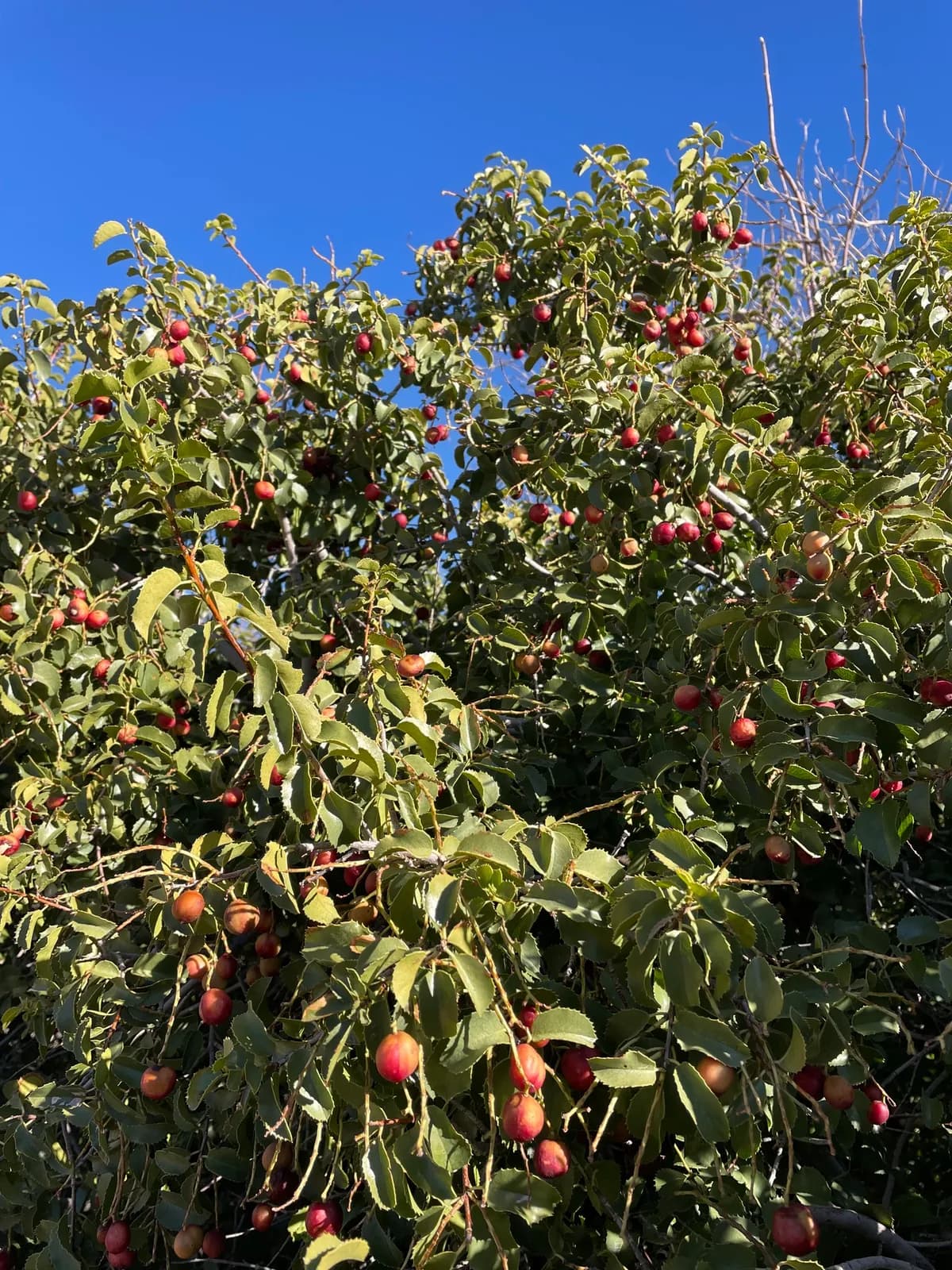 Hollyleaf Cherry (Prunus ilicifolia)