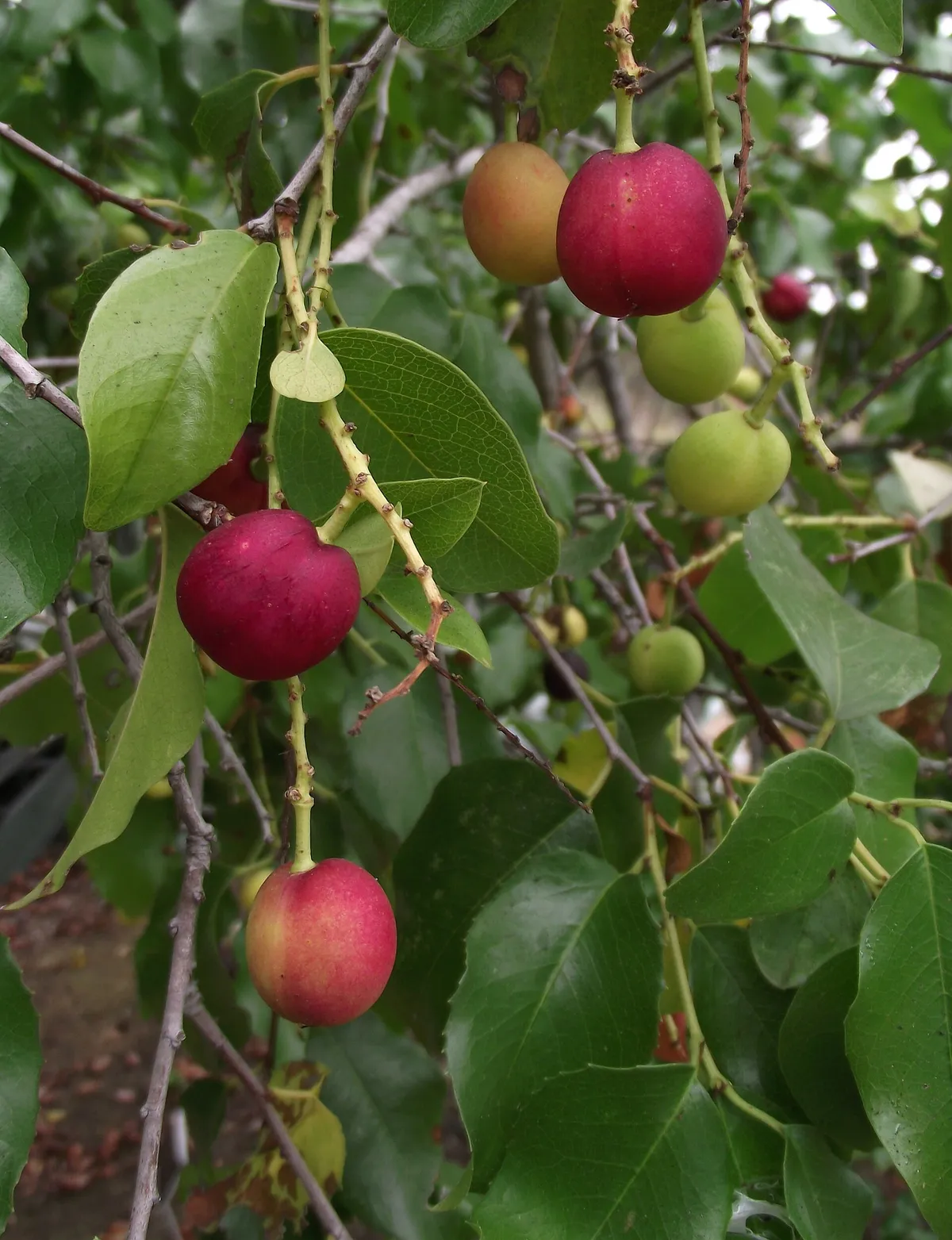 Catalina Cherry (Prunus lyonii)