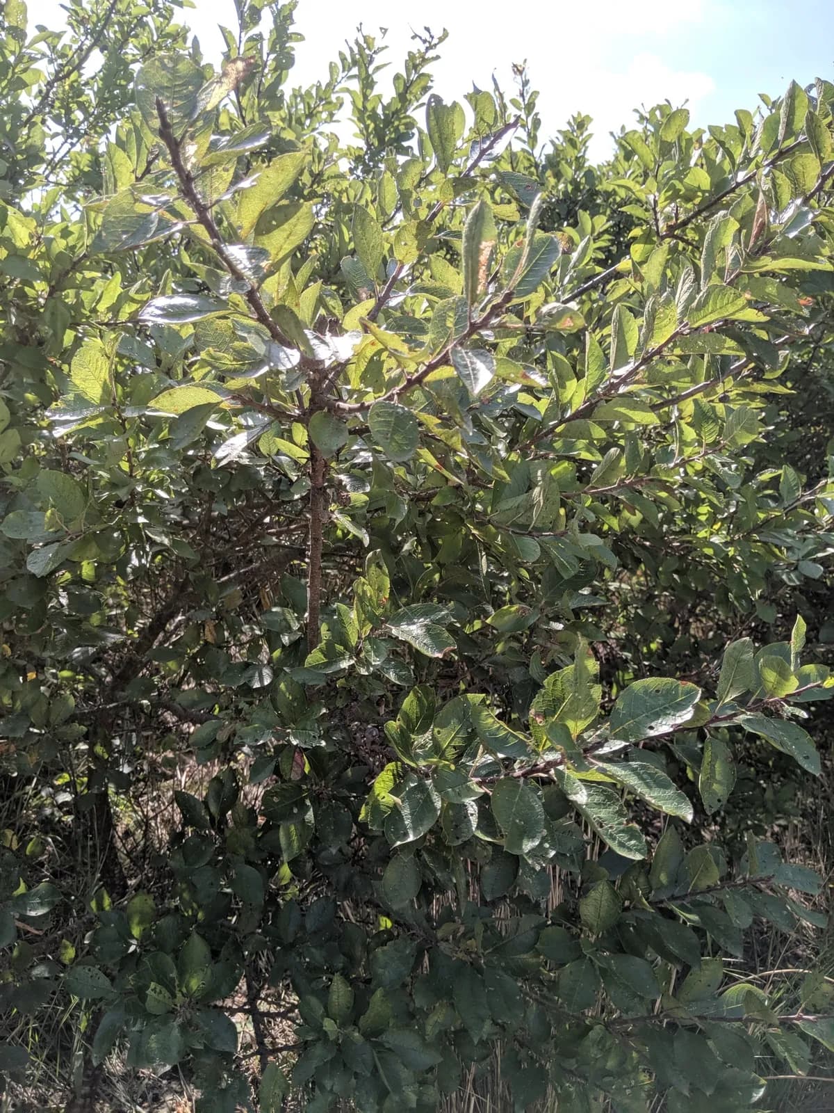 Beach Plum (Prunus maritima)