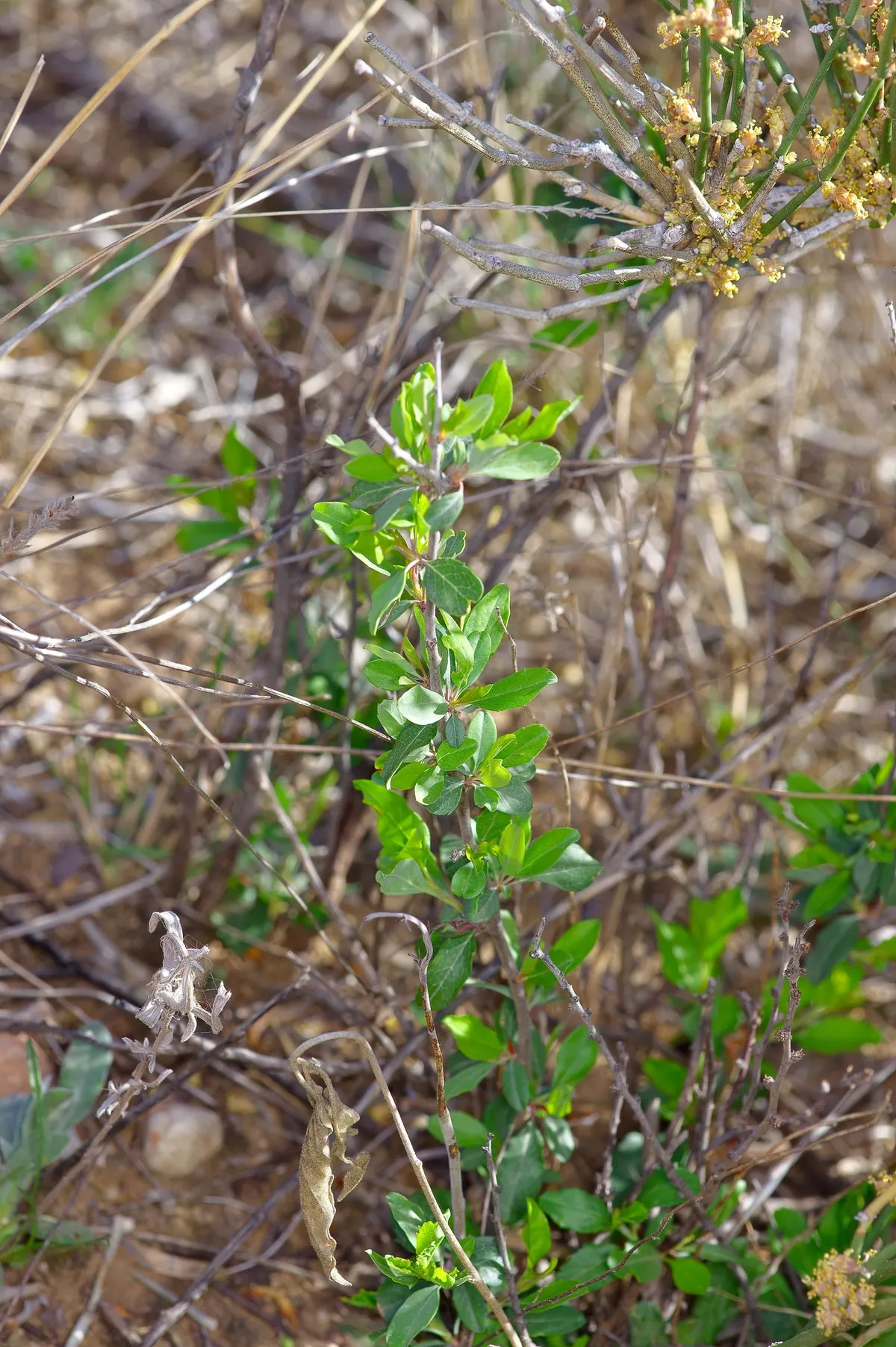 Texas Almond (Prunus minutiflora)
