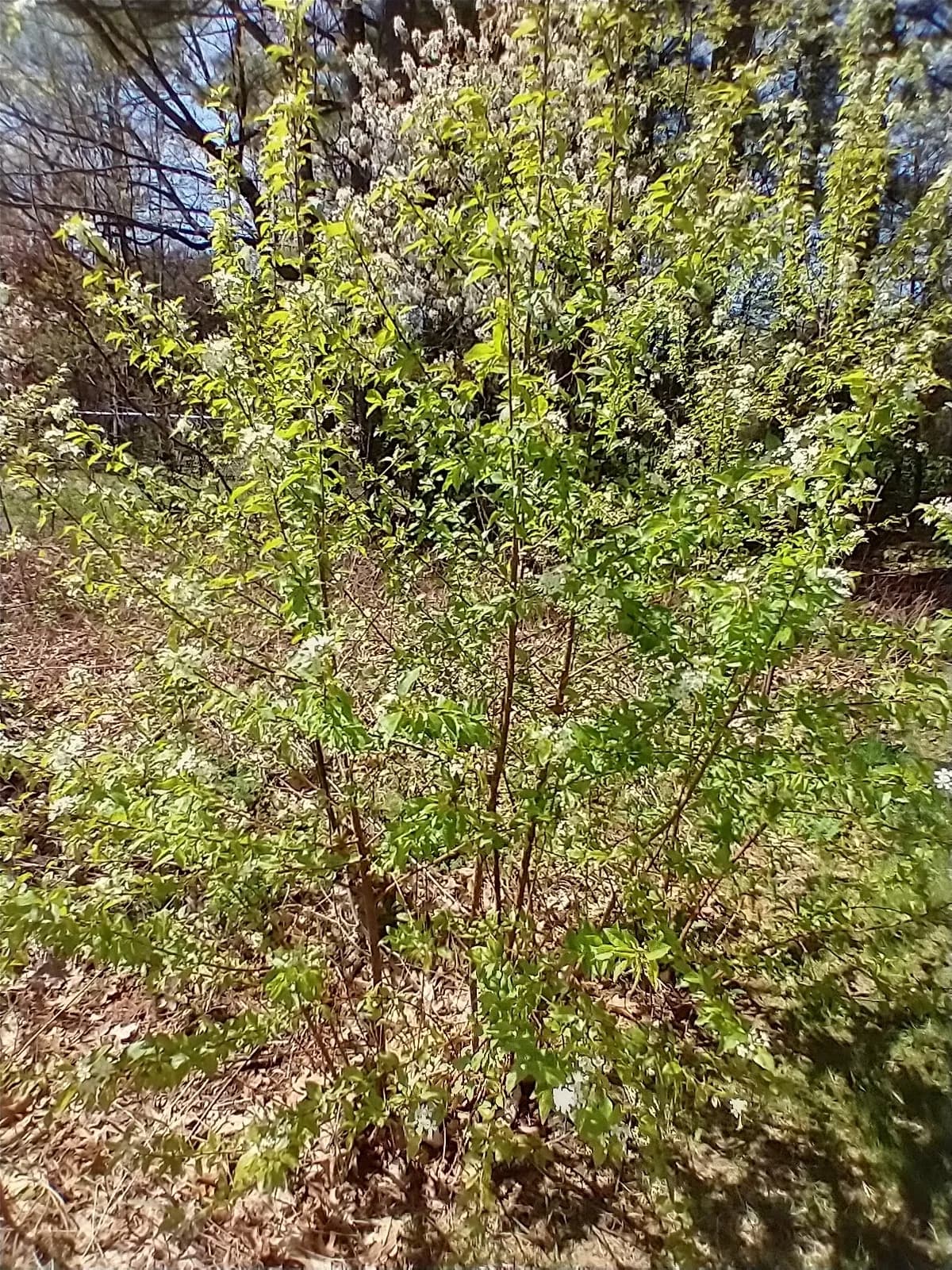 Bird Cherry (Prunus pensylvanica)