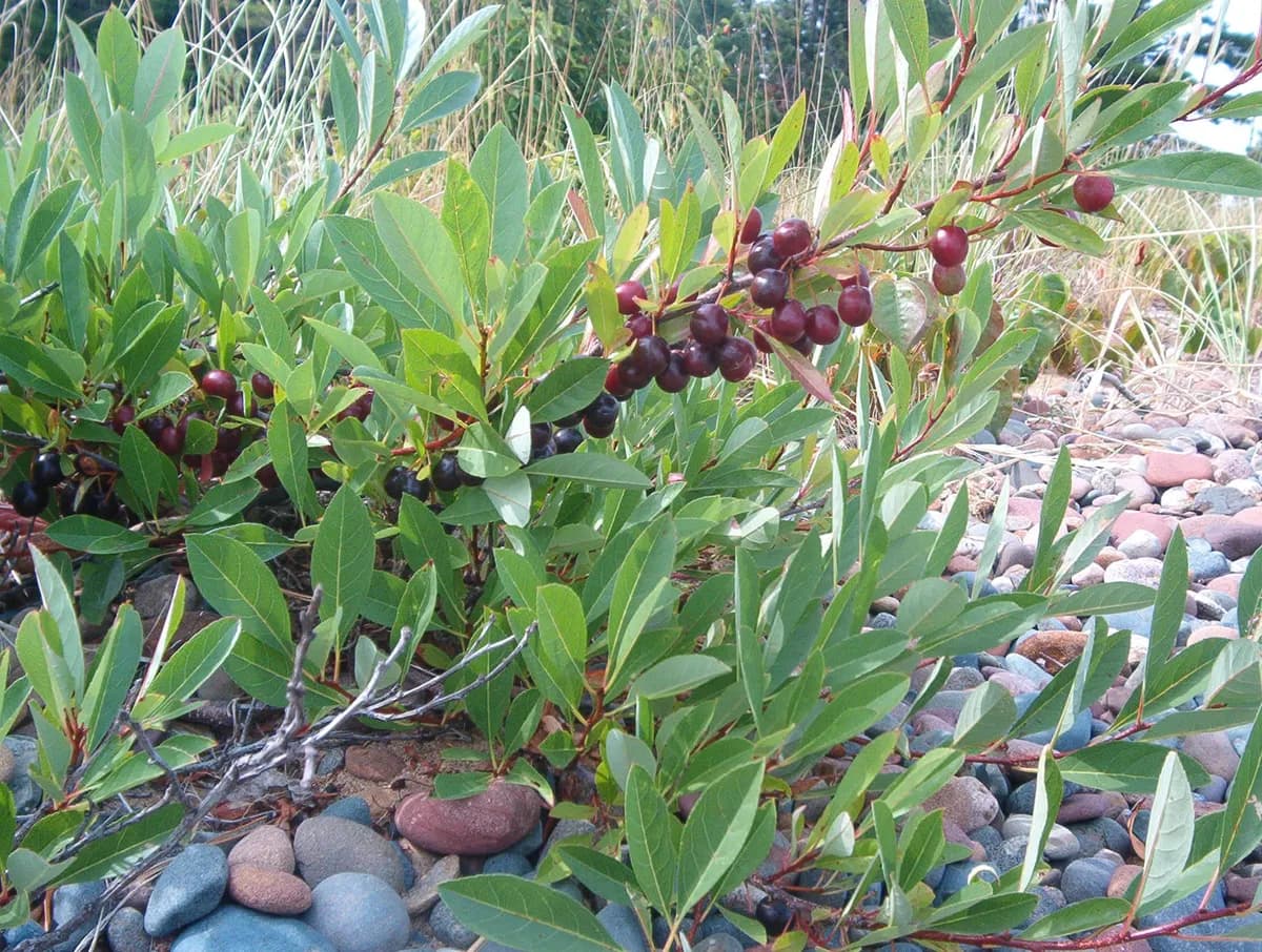 Dwarf Cherry (Prunus pumila)