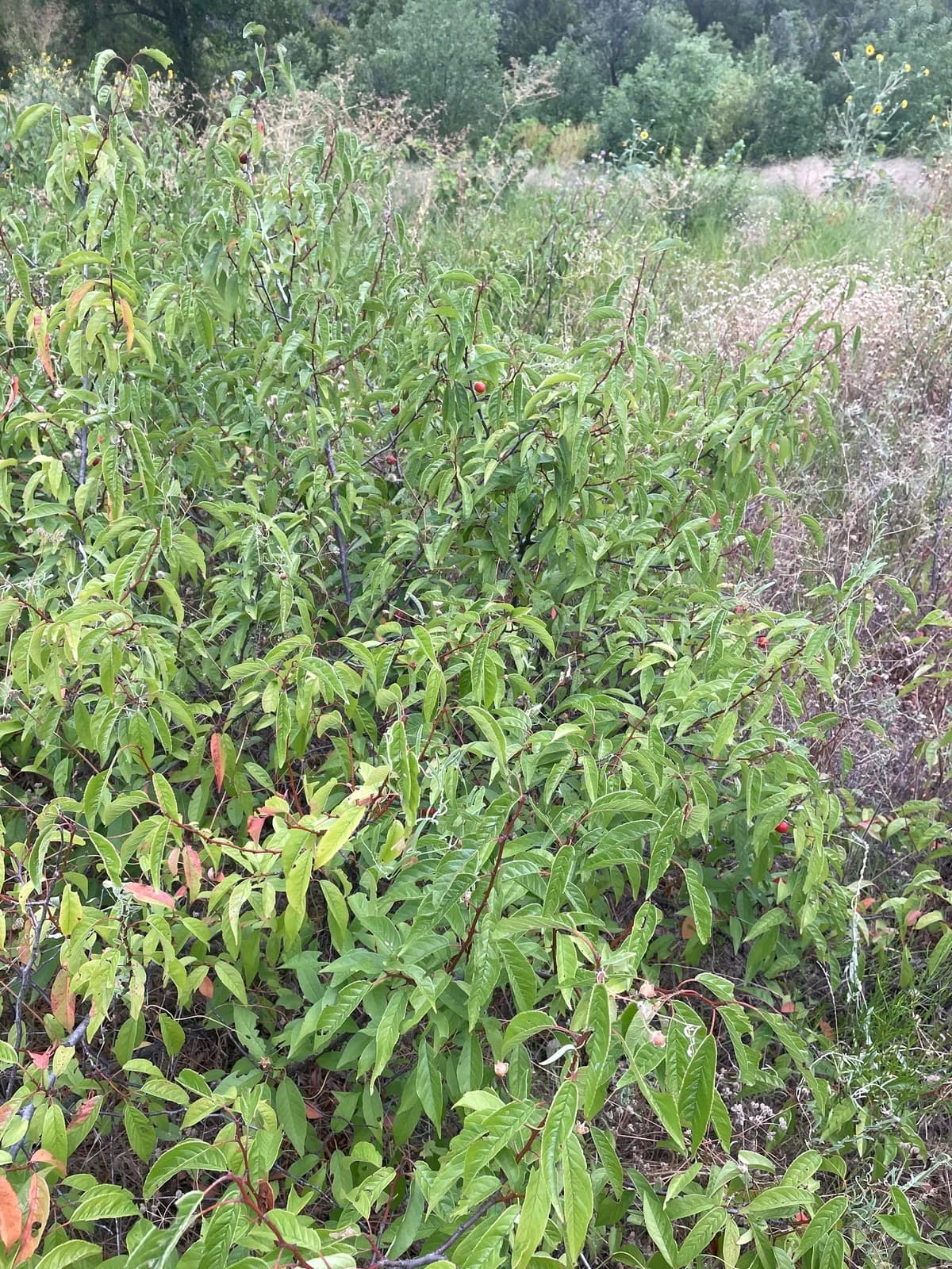 Creek Plum (Prunus rivularis)