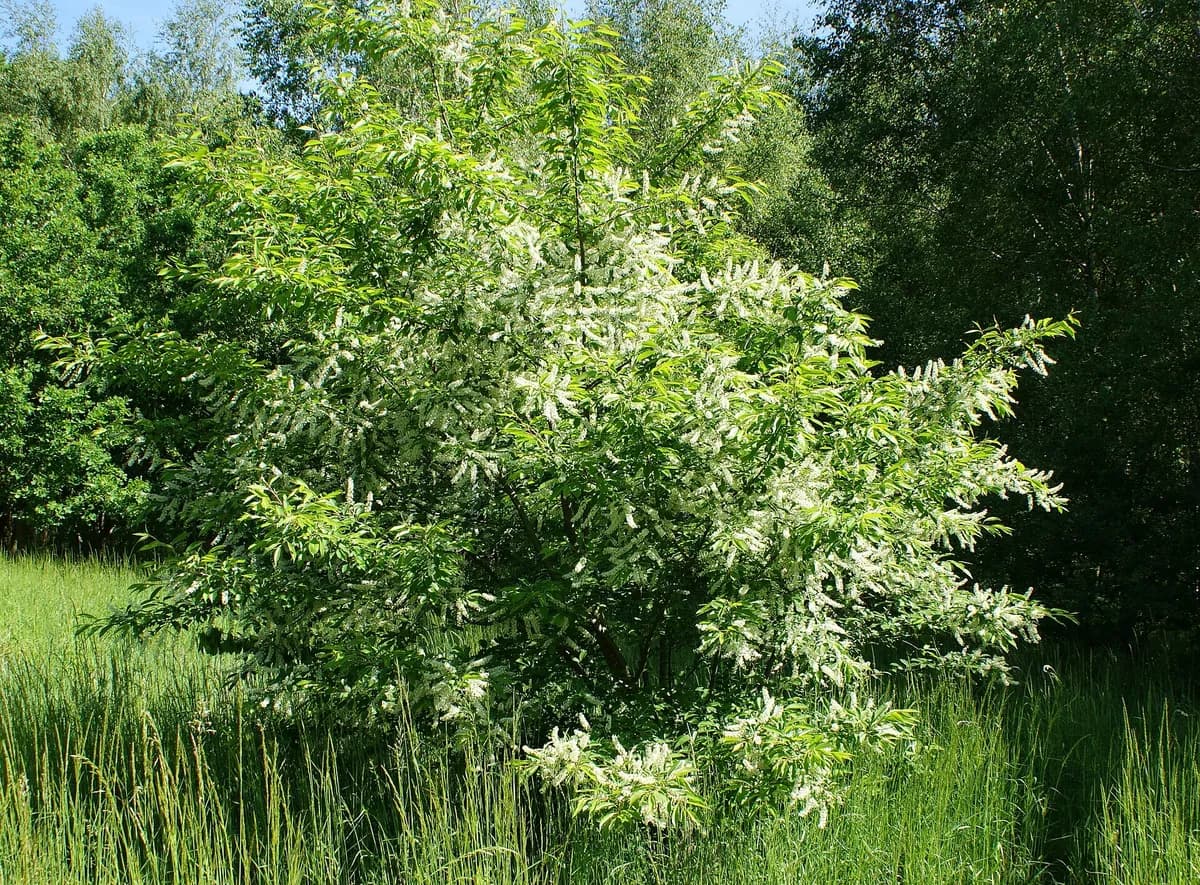 Escarpment Black Cherry (Prunus serotina var. eximia)