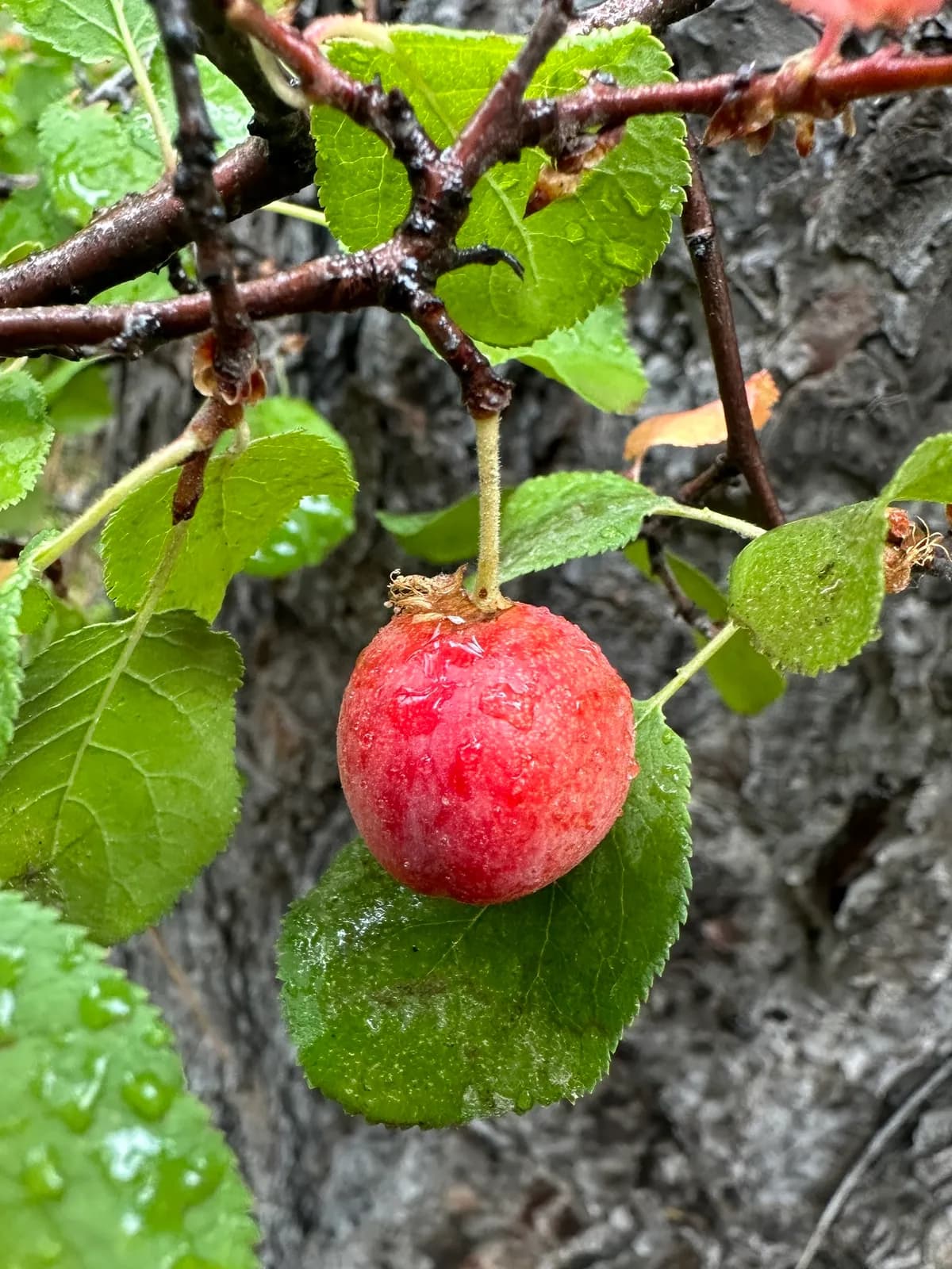 Klamath plum (Prunus subcordata)