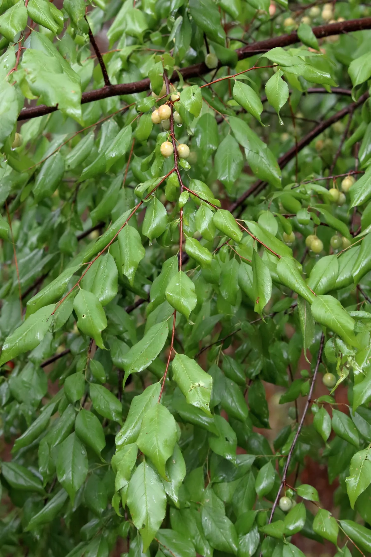 Sloe Plum (Prunus umbellata)