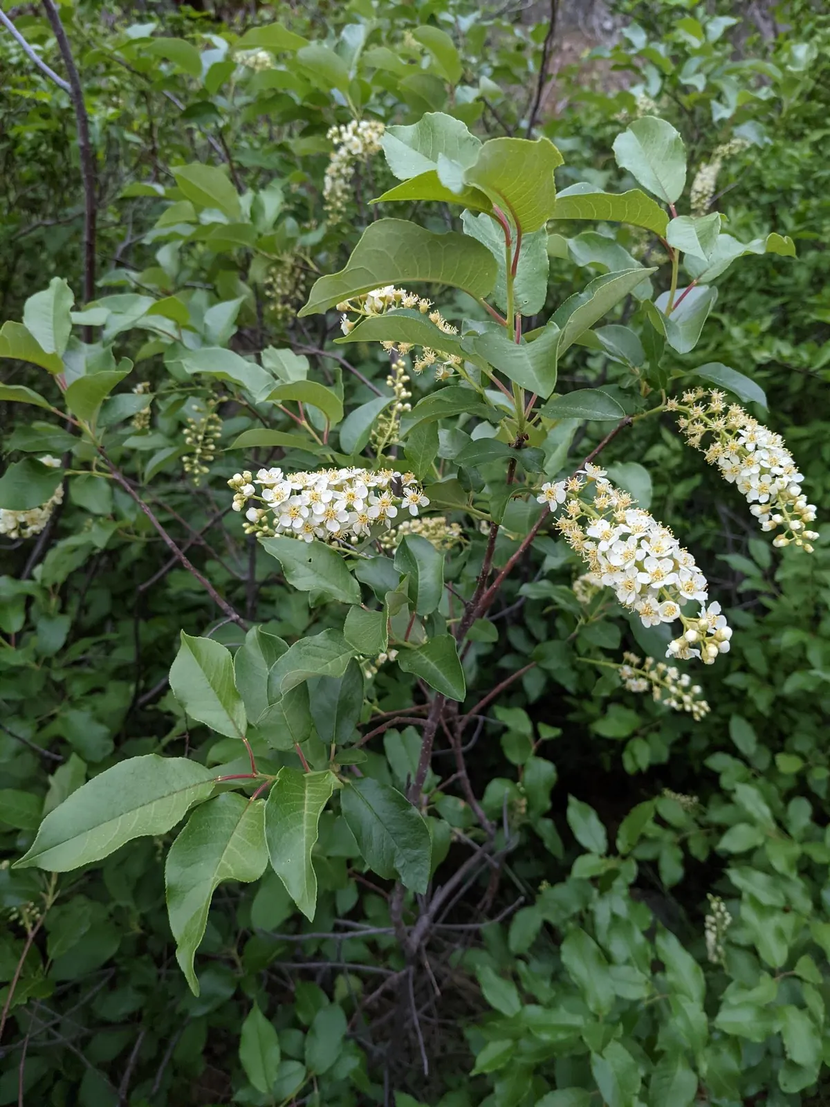 Bitter-berry (Prunus virginiana)