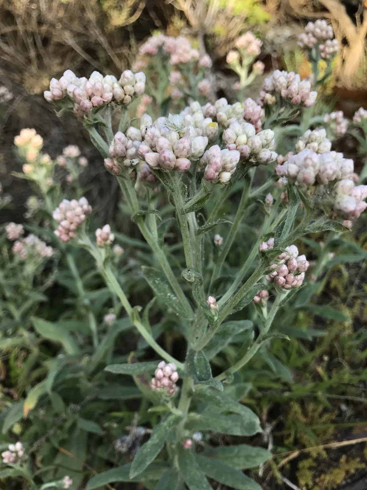 California rabbit-tobacco (Pseudognaphalium californicum)