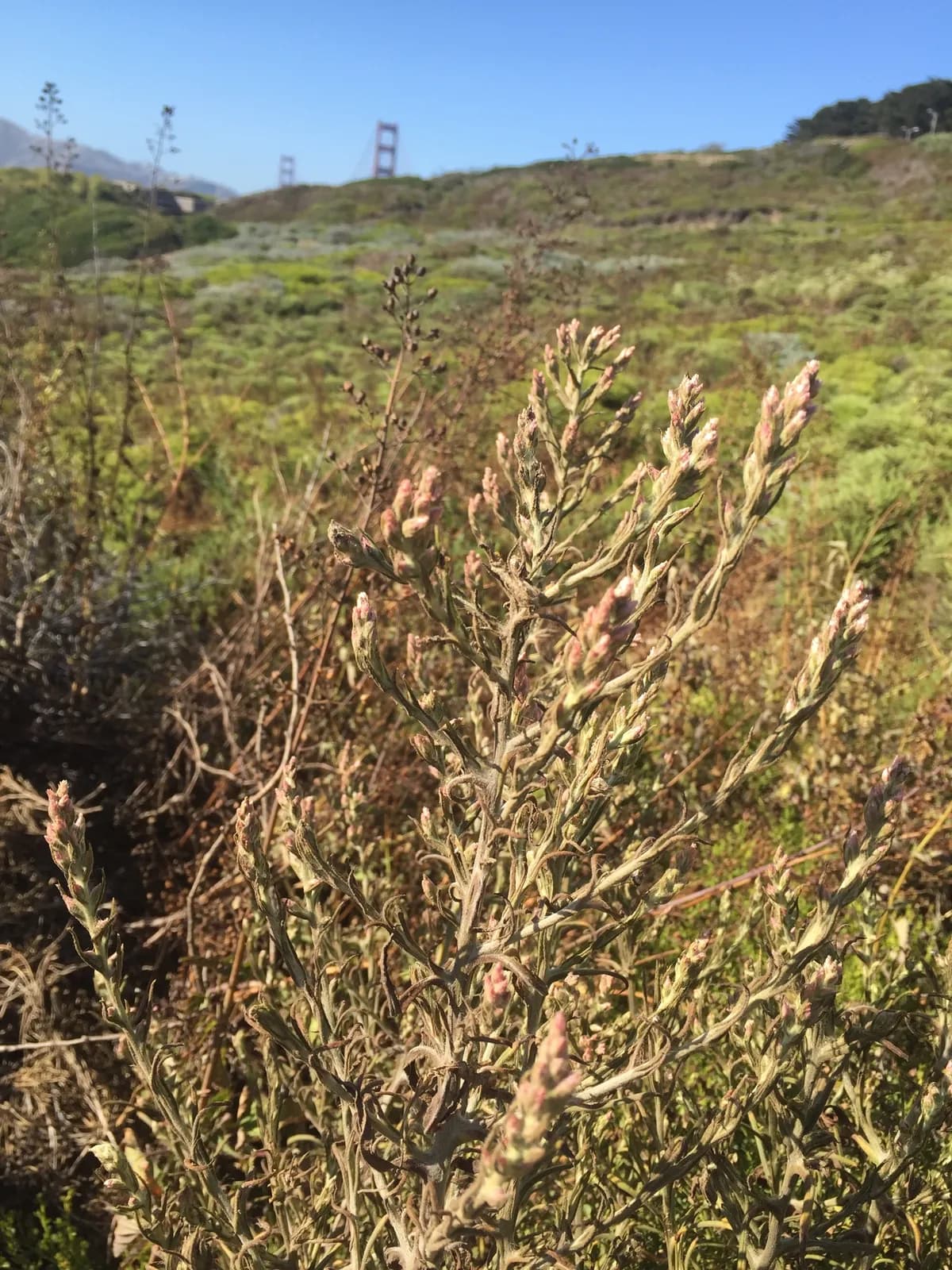 Pink rabbit-tobacco (Pseudognaphalium ramosissimum)