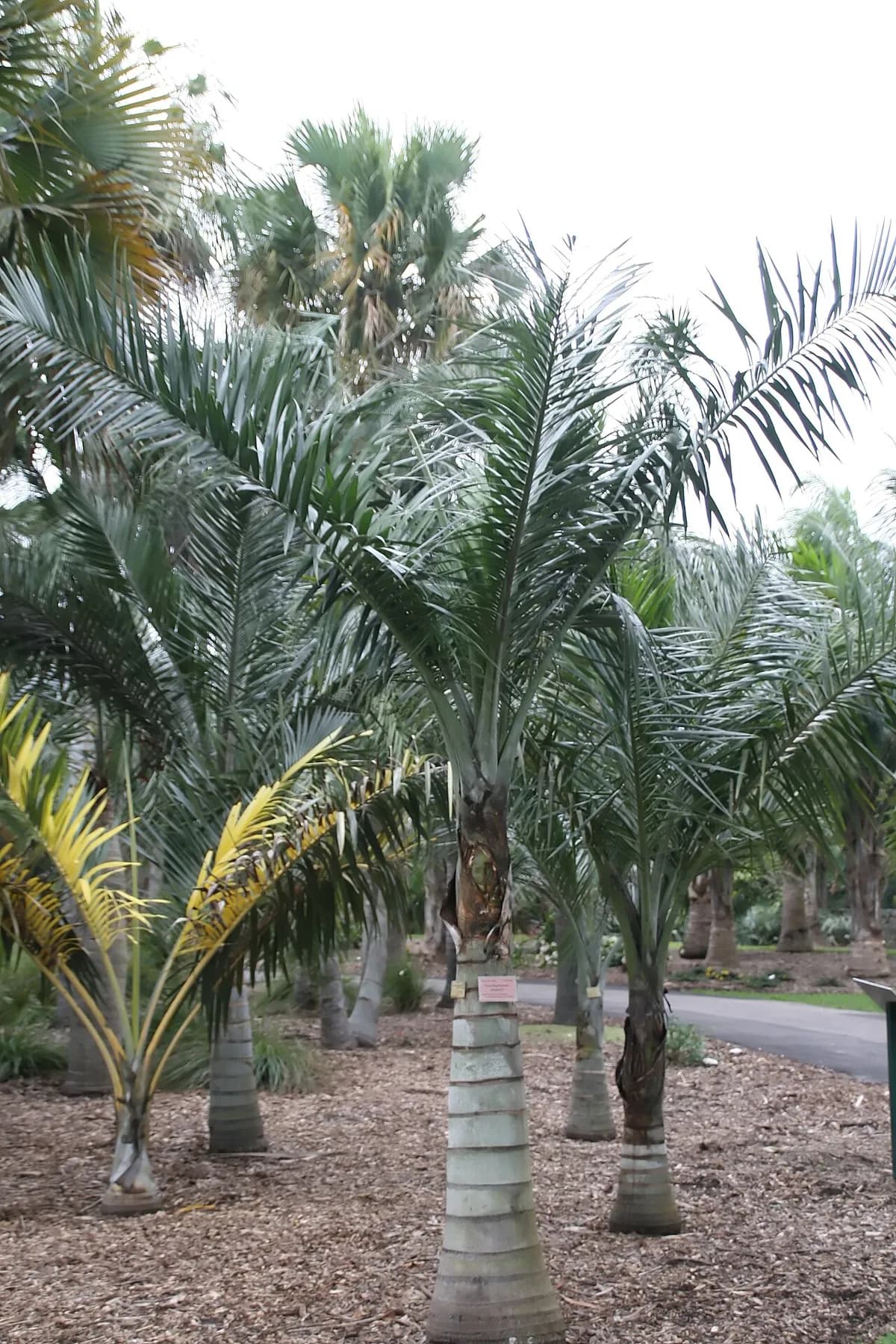 Florida cherry palm (Pseudophoenix sargentii)