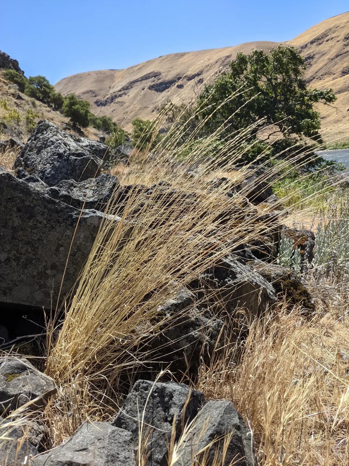 Beardless Wheatgrass (Pseudoroegneria spicata)